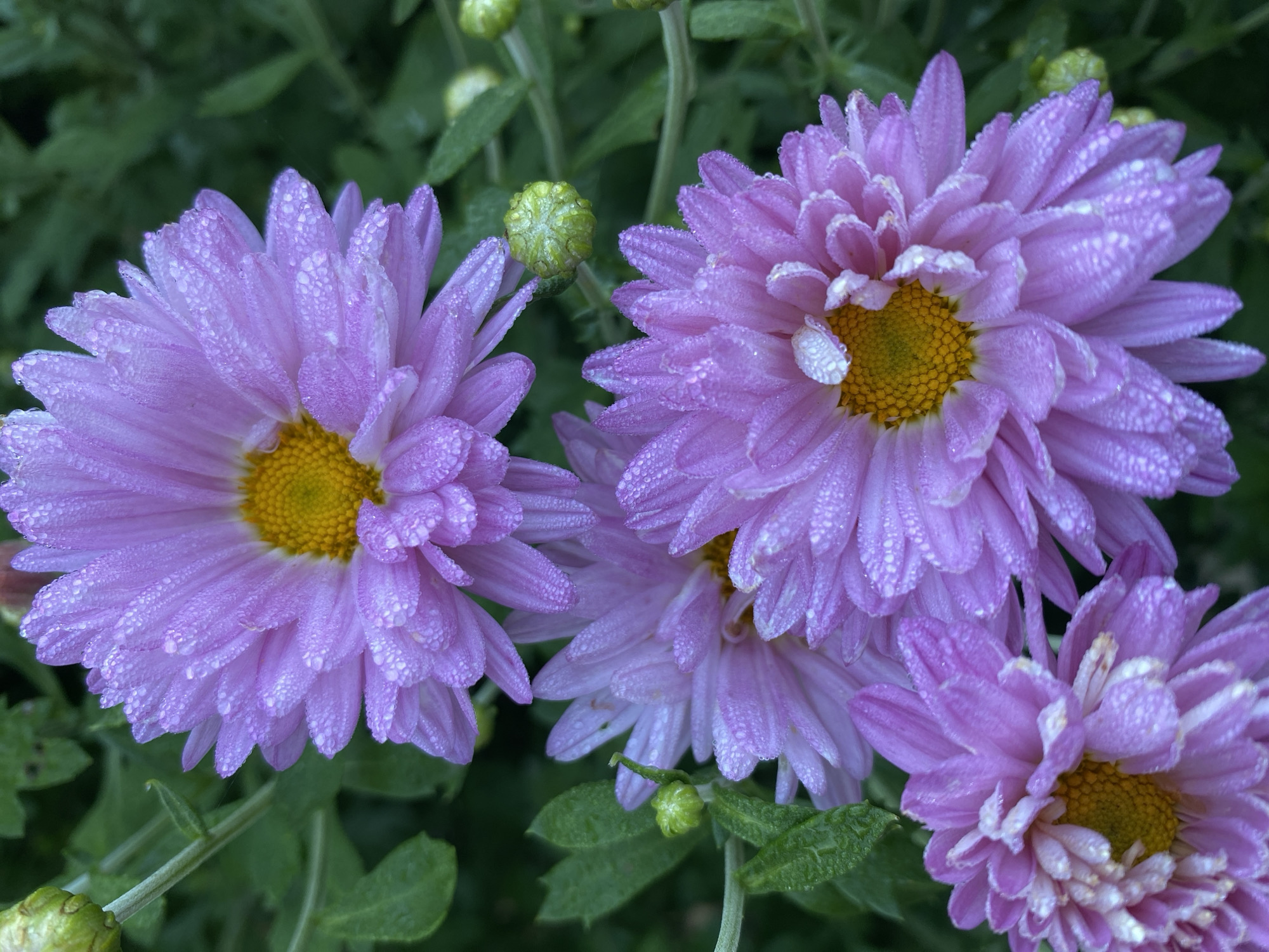 A close-up, high-angle shot displays several pale purple chrysanthemums with yellow centers, covered in dew drops. The flowers are in focus, set against a blurred dark green background of foliage. Several green flower buds are also visible among the leaves. The image appears to be a photograph taken outdoors, likely in a garden or natural setting, but its specific location within Chaikovsky, Russia cannot be determined from the visual information provided. There are no people, actions, or interactions depicted.