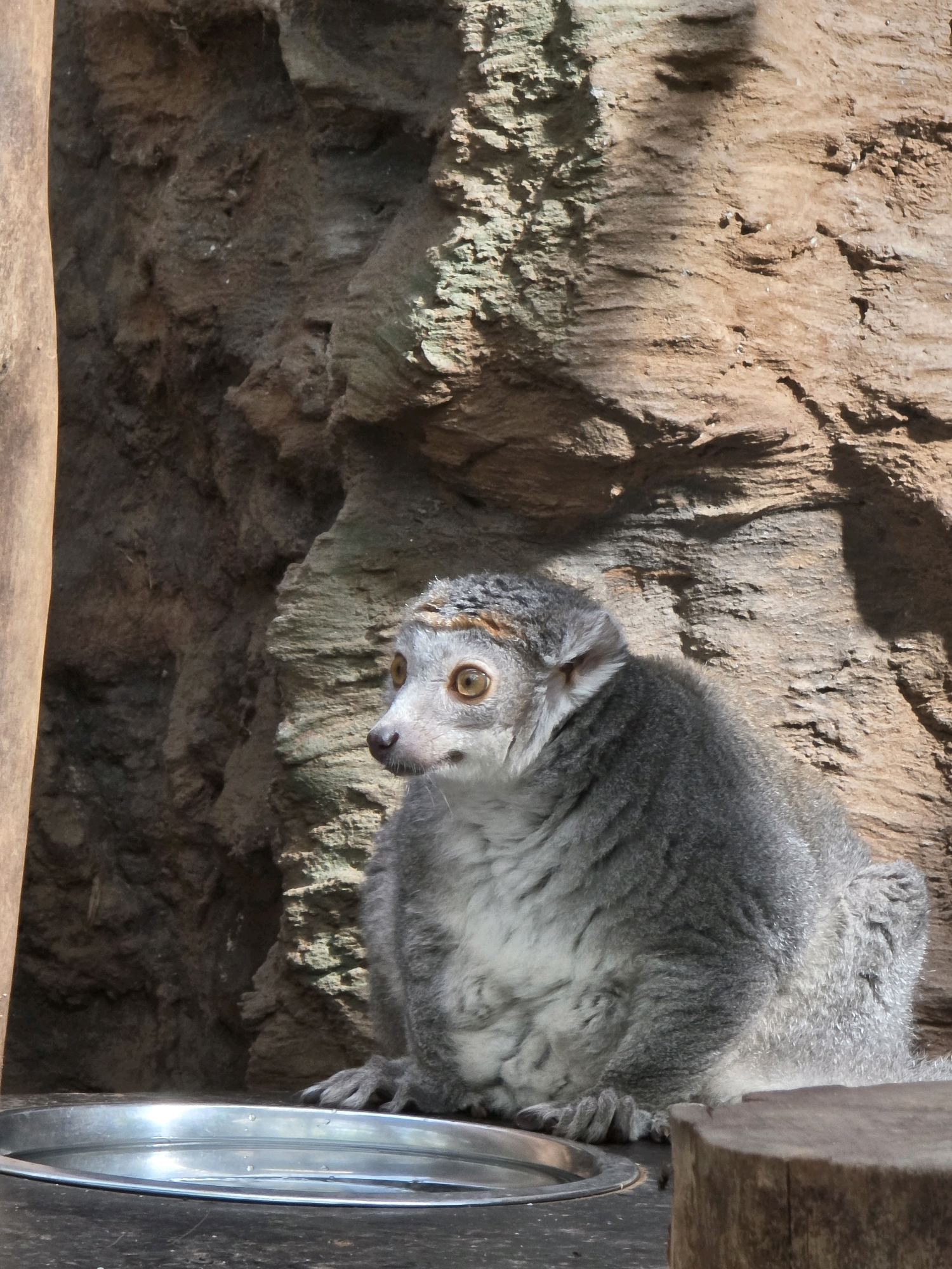 A lemur is sitting in front of a metal bowl filled with water, with a rock formation in the background. The lemur is gray with yellow eyes and is looking to the left. The rock formation is rough and textured, with shades of brown and gray. A wooden post is visible on the left side of the image. The scene appears to be an enclosure, likely in a zoo. The image was taken in Wrocław, Poland.