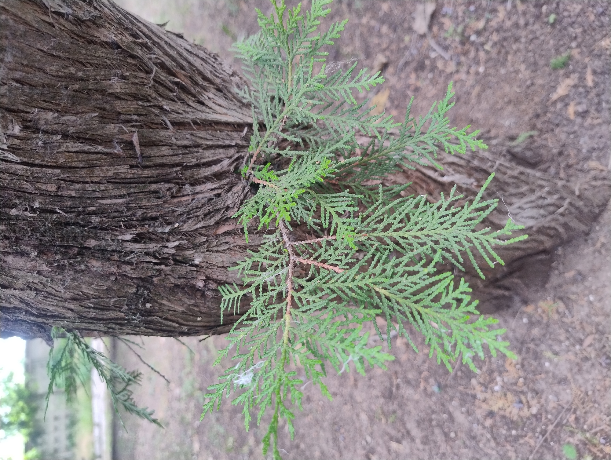 A close-up, eye-level shot focuses on a thick tree trunk with rough, fissured bark. A branch of vibrant green coniferous foliage extends horizontally from the trunk, its delicate, scale-like leaves fanning out. The background is blurred, revealing a ground covered with dirt and fallen leaves, and hints of greenery and a light-colored structure in the distance. The scene appears to be outdoors in a park or wooded area. There are no people or animals visible.