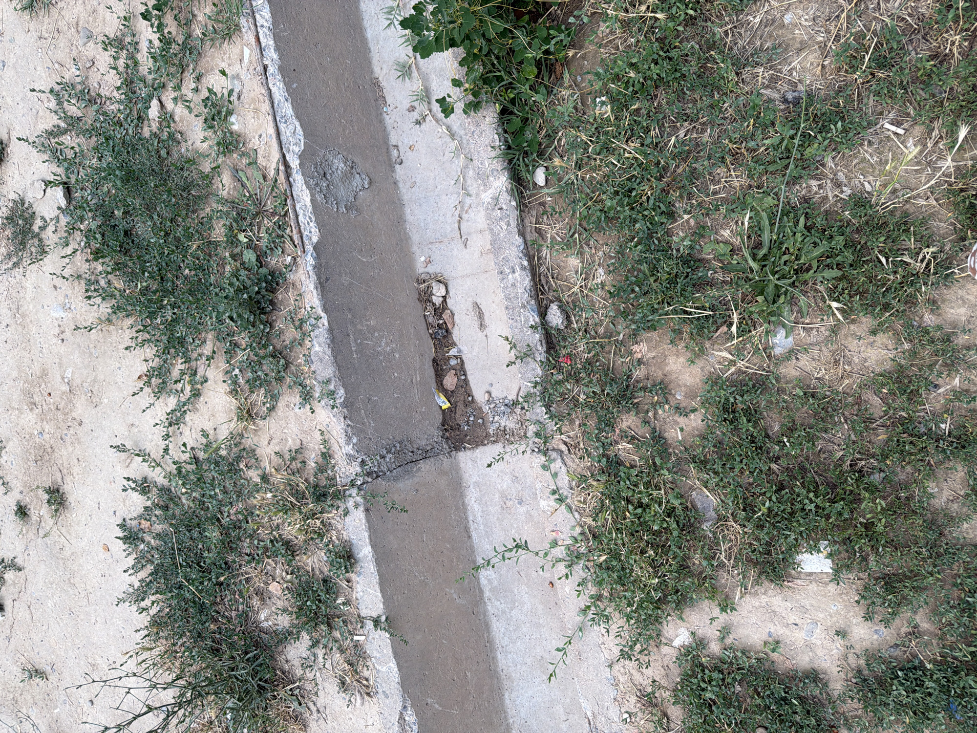The image depicts a section of a concrete drainage channel with vegetation growing on its edges and surrounding dirt area. The channel appears to be cracked and worn, with some debris visible within it, including small pieces of plastic and gravel. The vegetation consists primarily of low-lying green plants with small leaves, interspersed with dry grass. The ground is composed of soil and concrete. There are no people or animals visible in the image. The scene suggests an outdoor urban or semi-urban environment. Based on the provided information, this scene is located in Shymkent, Kazakhstan.