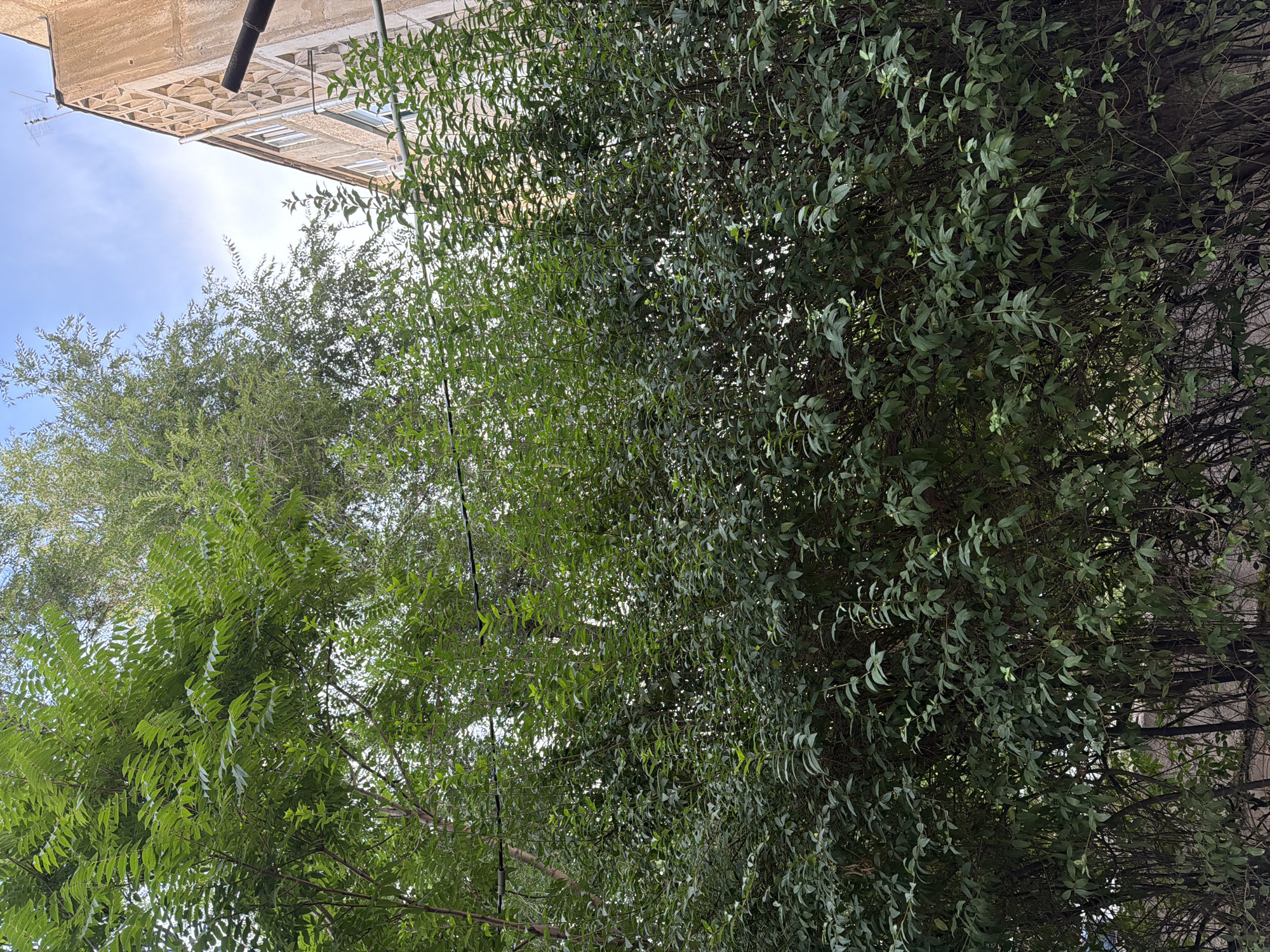 The image depicts an outdoor scene, likely in Shymkent, Kazakhstan, focusing on lush green foliage against a bright sky. On the left, a tree with feathery leaves is visible, its branches reaching upwards. To the right, a dense hedge or bush with smaller, oval-shaped leaves fills a significant portion of the frame, creating a wall of green.
Above the greenery, a building structure is partially visible. It appears to be made of concrete, with a textured surface and a downspout. The sky peeking through the leaves is a clear, bright blue, suggesting a sunny day. The light filtering through the leaves indicates it is daytime, with the sun likely high in the sky.
The scene is tranquil and natural, dominated by the vibrant colors of the plants. There are no people or animals visible. The presence of the building suggests an urban or suburban setting, possibly a courtyard or a street lined with trees and hedges. The overall impression is one of natural beauty and growth within a built environment. No text is visible in the image.