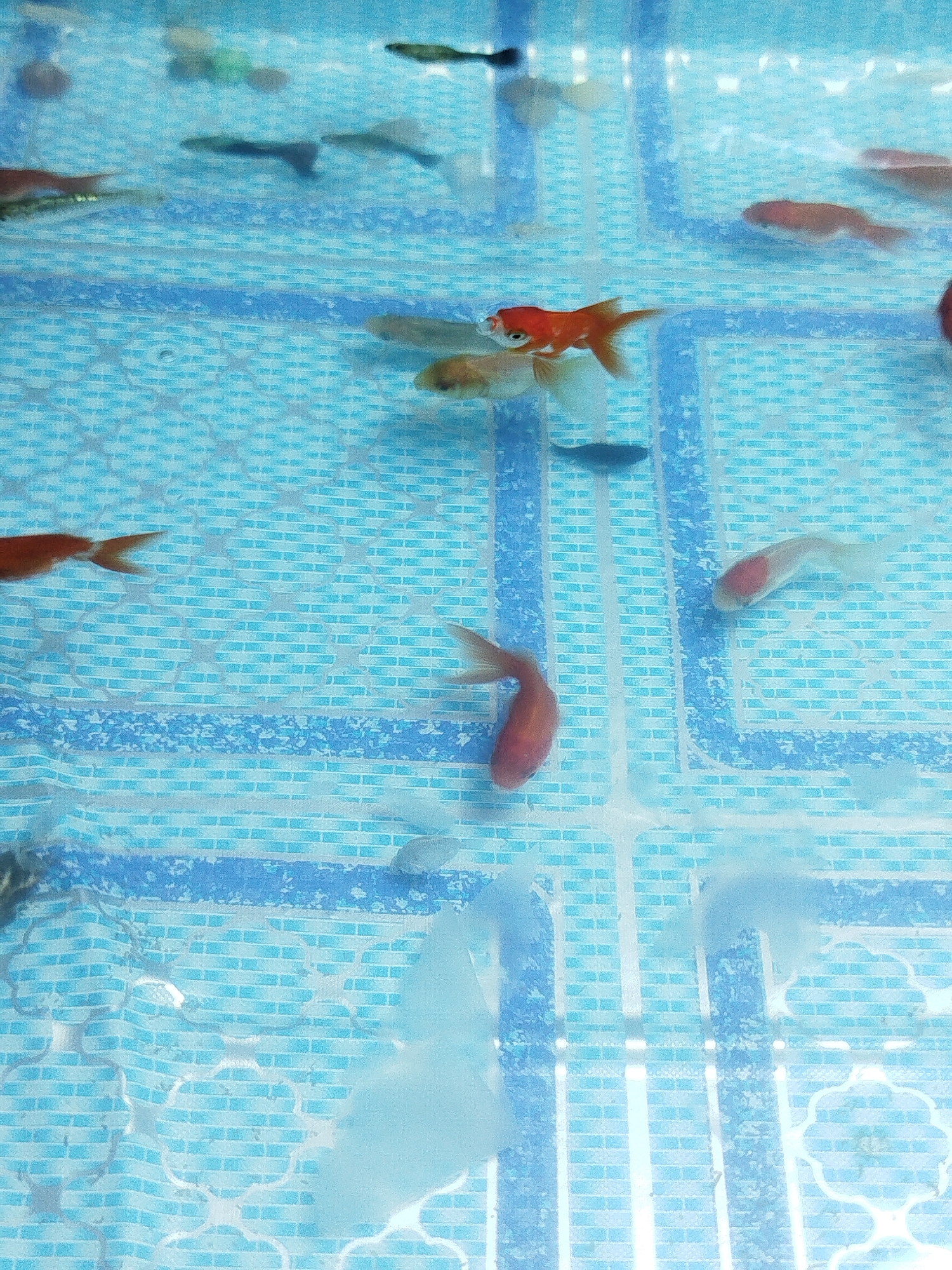 The image depicts several goldfish and guppies swimming in a fish tank. The tank's bottom is covered with a blue and white tiled liner, resembling a swimming pool. There are no discernible landmarks or elements that would allow for the identification of a specific location within Phuket City Municipality, Thailand. The fish appear to be the primary subjects, engaged in their natural behavior within the aquatic environment.