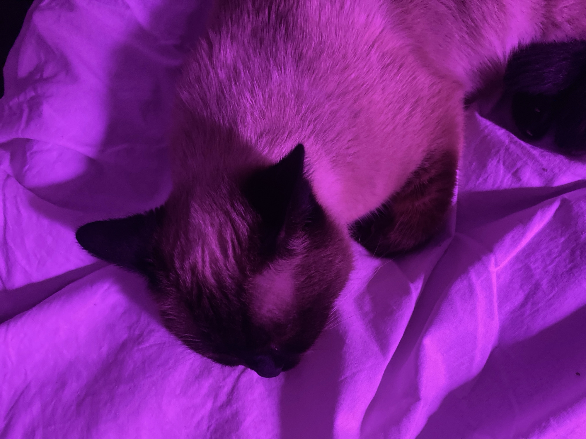 A Siamese cat is sleeping on a crumpled, light-colored blanket illuminated by purple light. The cat is curled up, with its head resting on its paws. Its fur is a mix of brown and cream, with darker brown markings on its face and ears. The blanket appears to be made of a soft, textured material, and it is folded and creased in several places. The overall impression is one of comfort and relaxation. This image was taken indoors and does not depict any outdoor scenery or recognizable landmarks within Almaty, Kazakhstan.