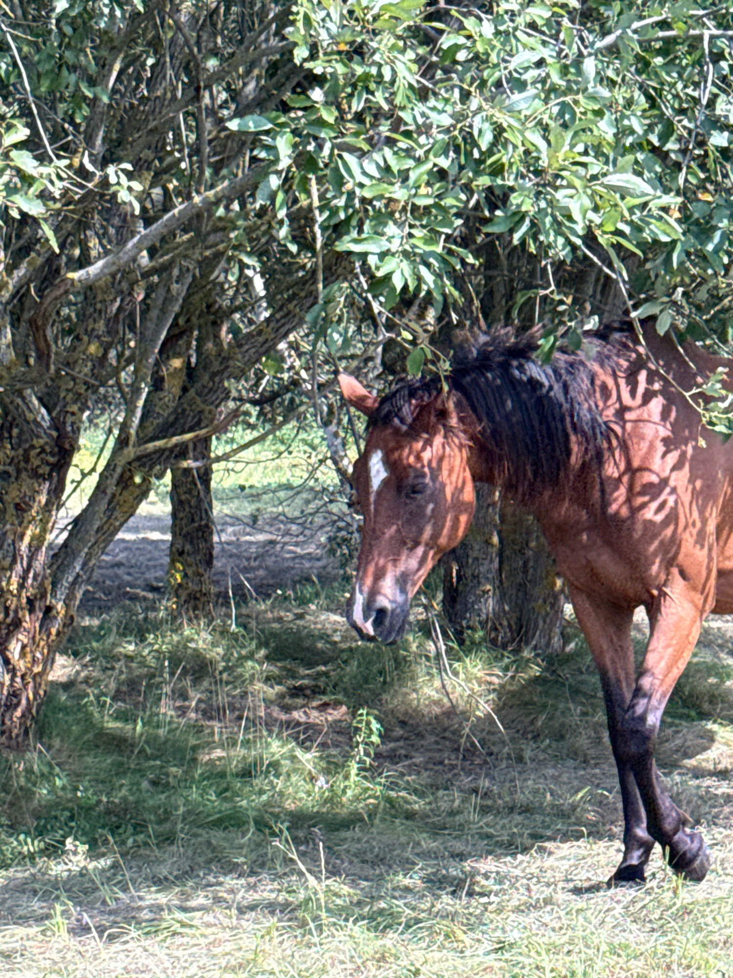 In Galinė, Lithuania, a brown horse with a white marking on its forehead stands near trees. The horse's mane is dark and appears wet or windswept. Its body is dappled with sunlight and shadows from the surrounding foliage. The ground is covered in dry grass and patches of green vegetation, with some fallen leaves and twigs visible. The scene suggests a natural outdoor setting, possibly a pasture or wooded area.