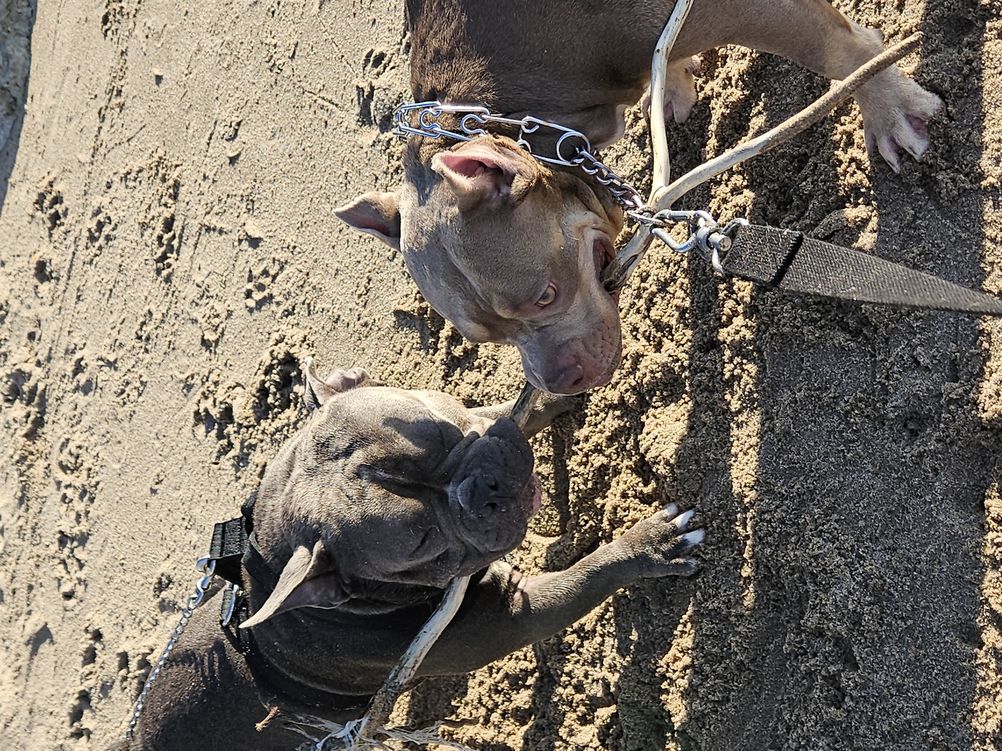 Two pit bull dogs are lying on sandy ground under bright sunlight. One dog, with a lighter brown coat, is positioned on its side, looking upwards with its head slightly tilted. It wears a metal chain collar and is tethered by a leash. The other dog, with a darker gray coat, is lying on its back, its head resting on a light-colored stick. Its front paw is extended, and it also wears a collar. The sandy ground shows footprints. The overall scene suggests a relaxed outdoor setting, possibly a beach or park, given the sand and the presence of dogs. The bright sunlight indicates it is likely daytime.