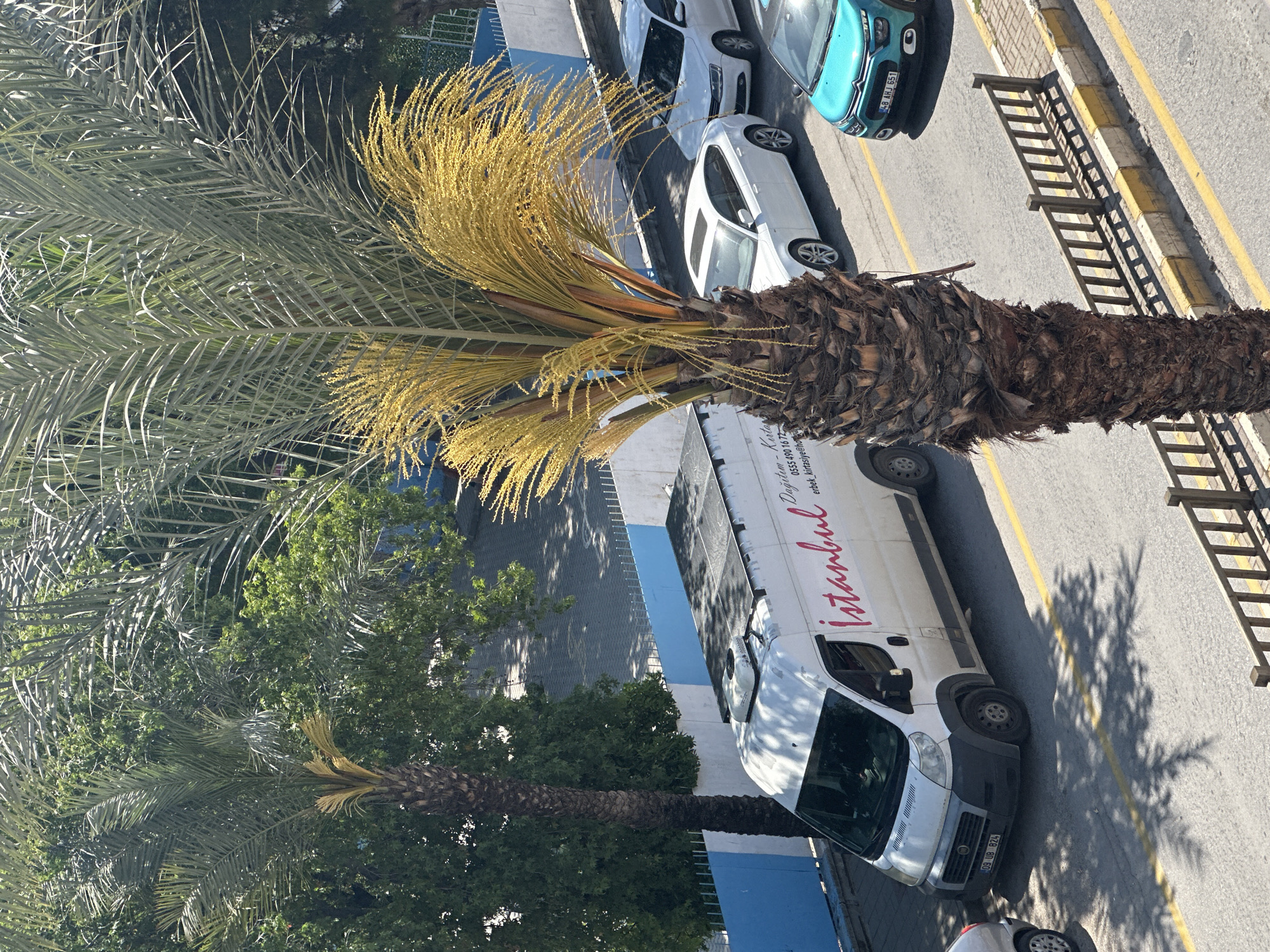 An elevated view captures a sunny street scene in Fethiye, Turkey, likely during mid-morning or afternoon, indicated by the bright light and distinct shadows. In the foreground, a large palm tree with abundant yellow flowers or seeds on its fronds dominates the left side, extending into the midground with its robust, textured trunk. Another smaller palm tree is visible further back on the left.
The street below features several parked vehicles. A white cargo van with "Istanbul" prominently displayed in red script, along with "Dağıtım - Kirtasiye" (Distribution - Stationery), a phone number "0555 490 16 72", and an email address "erbek_kirtasiye@ho", is parked on the asphalt. Its license plate reads "09 UB 824". Behind the van is a white sedan, and further down the street, a turquoise compact car with the license plate "48 AHJ 651" is visible. The "48" on the license plate confirms the Muğla province, which includes Fethiye, while "09" is for Aydın province.
The street has yellow lines marking boundaries, and a paved sidewalk or curb runs parallel to the road, featuring a wooden, ladder-like structure. Green foliage from other trees and blue-painted walls or fences are seen in the background. No people or specific activities are observable, presenting a quiet, observational view of an urban street.
