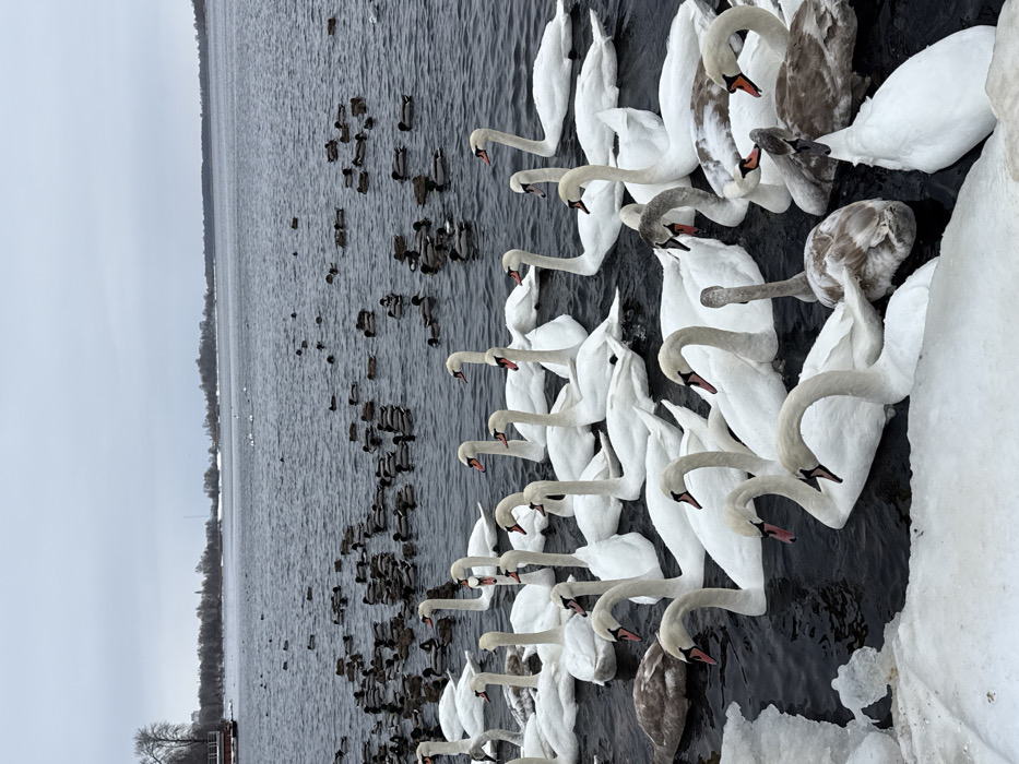A wide shot depicts a winter scene on the Dnipro River in Kyiv, Ukraine, under an overcast sky. The foreground features dark, rippled water with numerous white Mute Swans clustered densely, some appearing as juveniles with greyish plumage, alongside irregular white ice sheets along the immediate edge. In the midground and extending towards the distant shore, a large flock of Mallard ducks floats and swims. The distant shoreline is low-lying, lined with bare trees, and features several indistinct low-rise structures and a faint, taller vertical element on the horizon. No human subjects are visible.
