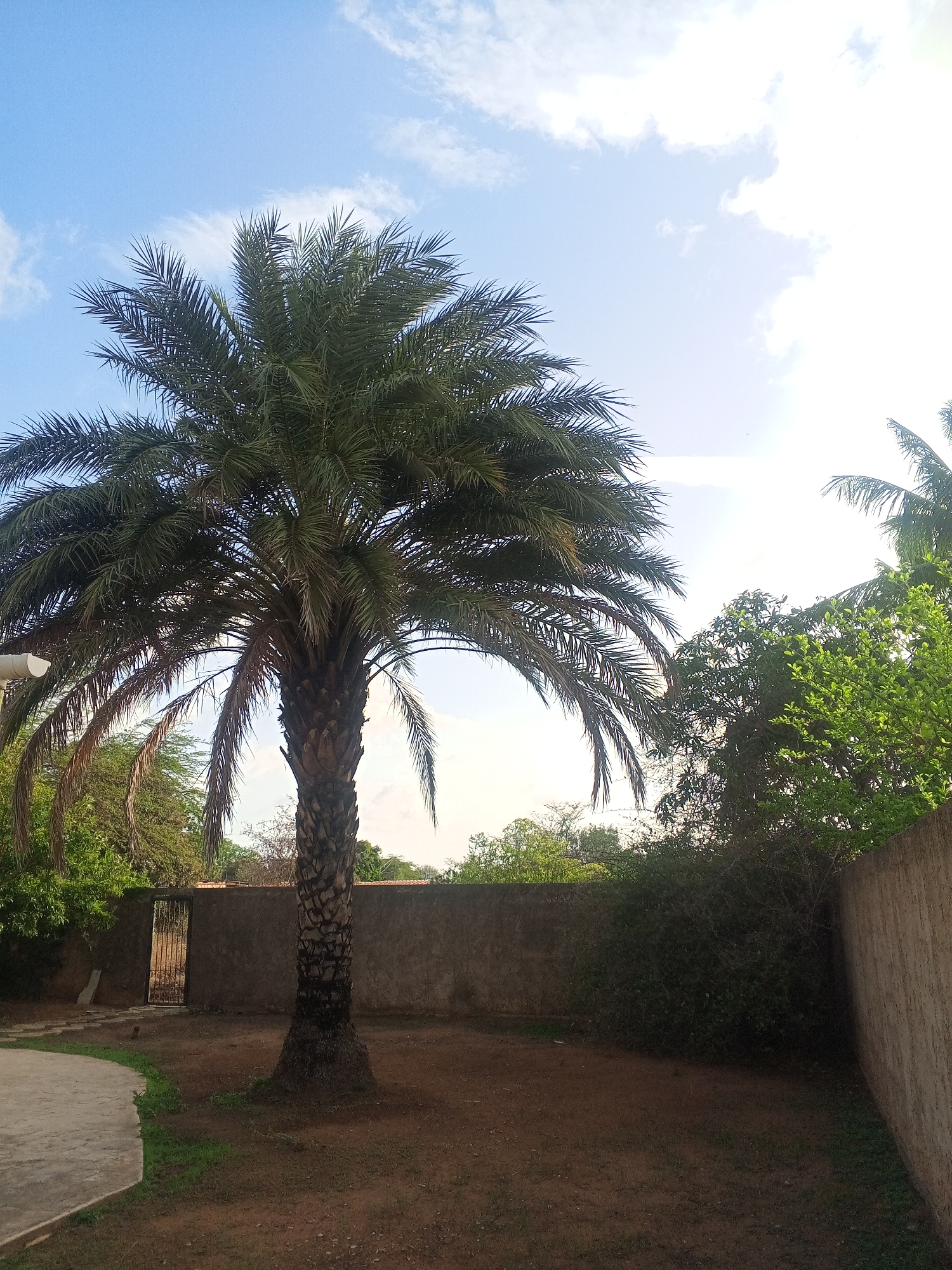 A medium shot shows a tall palm tree in the foreground. The palm tree is positioned slightly to the left of center, with its fronds extending outward and upward. Behind the palm tree is a stucco wall, which runs horizontally across the frame. To the left of the wall is an open metal gate, leading to a pathway. The ground in front of the wall is covered in dry soil with patches of sparse green grass. To the right of the palm tree, more vegetation and another wall are visible. The sky above is a clear blue with scattered white clouds, illuminated by sunlight. The scene appears to be an outdoor courtyard or garden within a residential area in Altagracia, Venezuela, given the architectural style and the presence of tropical vegetation. There are no people or animals present in the image.
