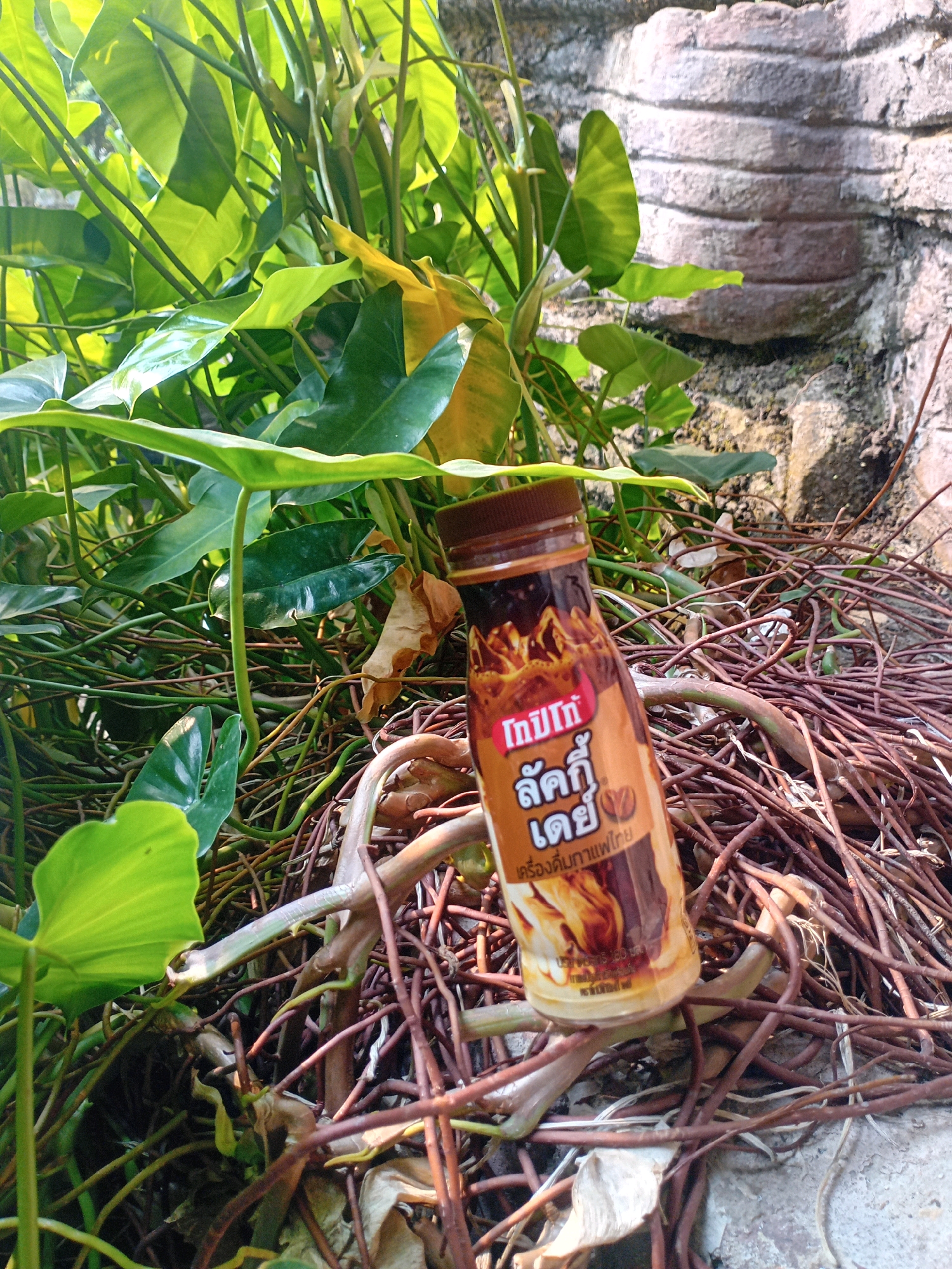 A plastic bottle of canned coffee is positioned on a pile of dried branches and vines, in front of a textured stone wall and lush green foliage. The bottle is brown with a label featuring text in Thai script and an image of coffee. The surrounding environment is natural, with sunlight casting shadows and highlighting the textures of the plants and the wall. The scene appears to be outdoors, possibly in a garden or natural area within Pekanbaru, Indonesia. There are no people or animals visible in the image.