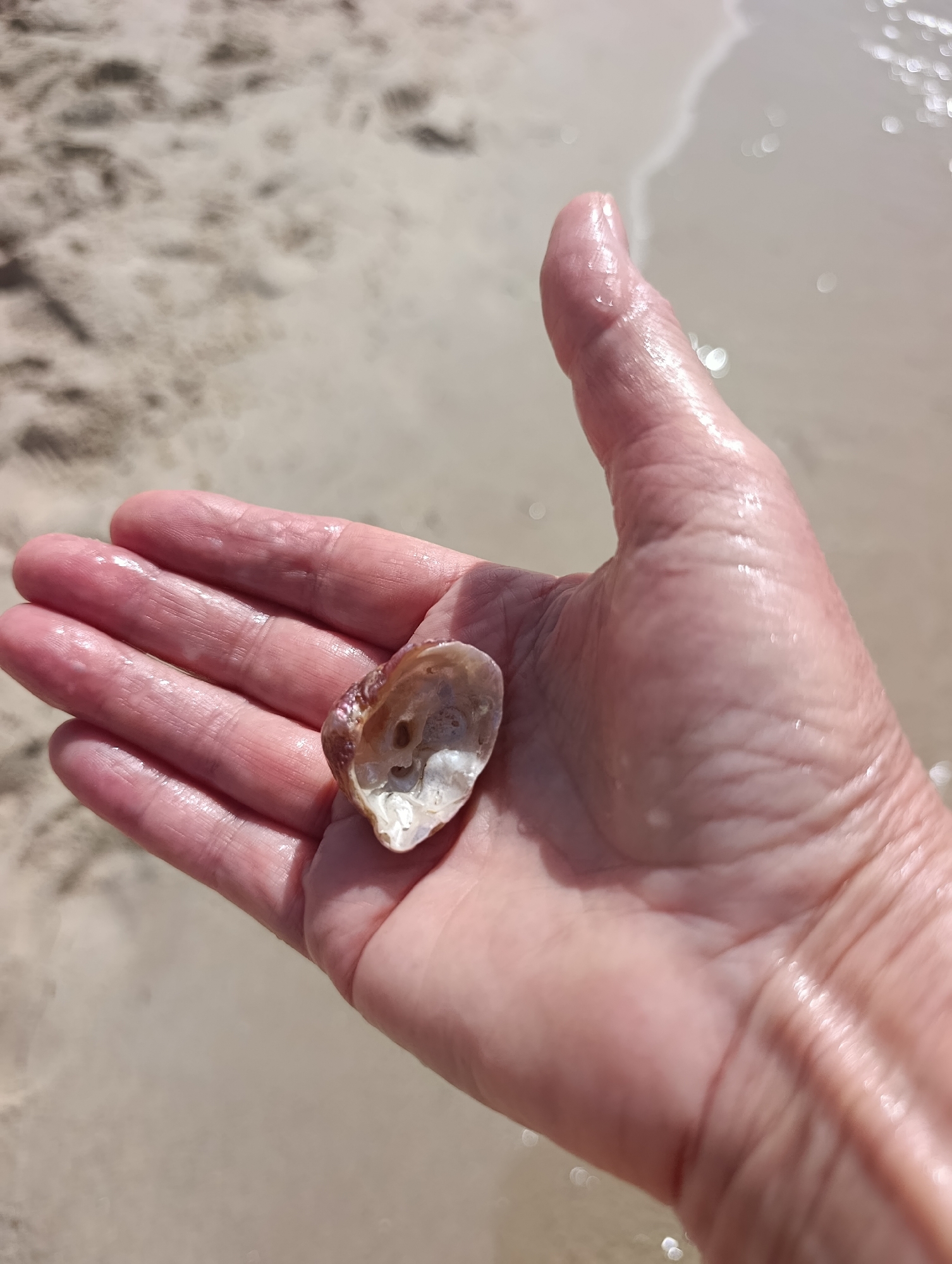 A close-up, overhead shot shows a person's open left hand holding a small, broken seashell. The hand is positioned in the center of the frame, with the palm facing upwards and fingers slightly curled. The seashell, a fragment of a larger shell, is nestled in the palm, its rough, iridescent interior visible. The hand appears wet, with a slight sheen reflecting the sunlight.
The background is a blurry depiction of a sandy beach and the edge of the ocean. The sand is light brown with subtle textures and patterns, suggesting it may be wet near the waterline. The ocean water is a pale, translucent blue-green, with gentle ripples and shimmering highlights from the sun. The overall impression is one of a relaxed moment at a beach, likely in Setúbal, Portugal, given the bright sunlight and the type of beach depicted. The image is well-lit, with the sunlight casting soft shadows and highlighting the textures of the hand and shell.