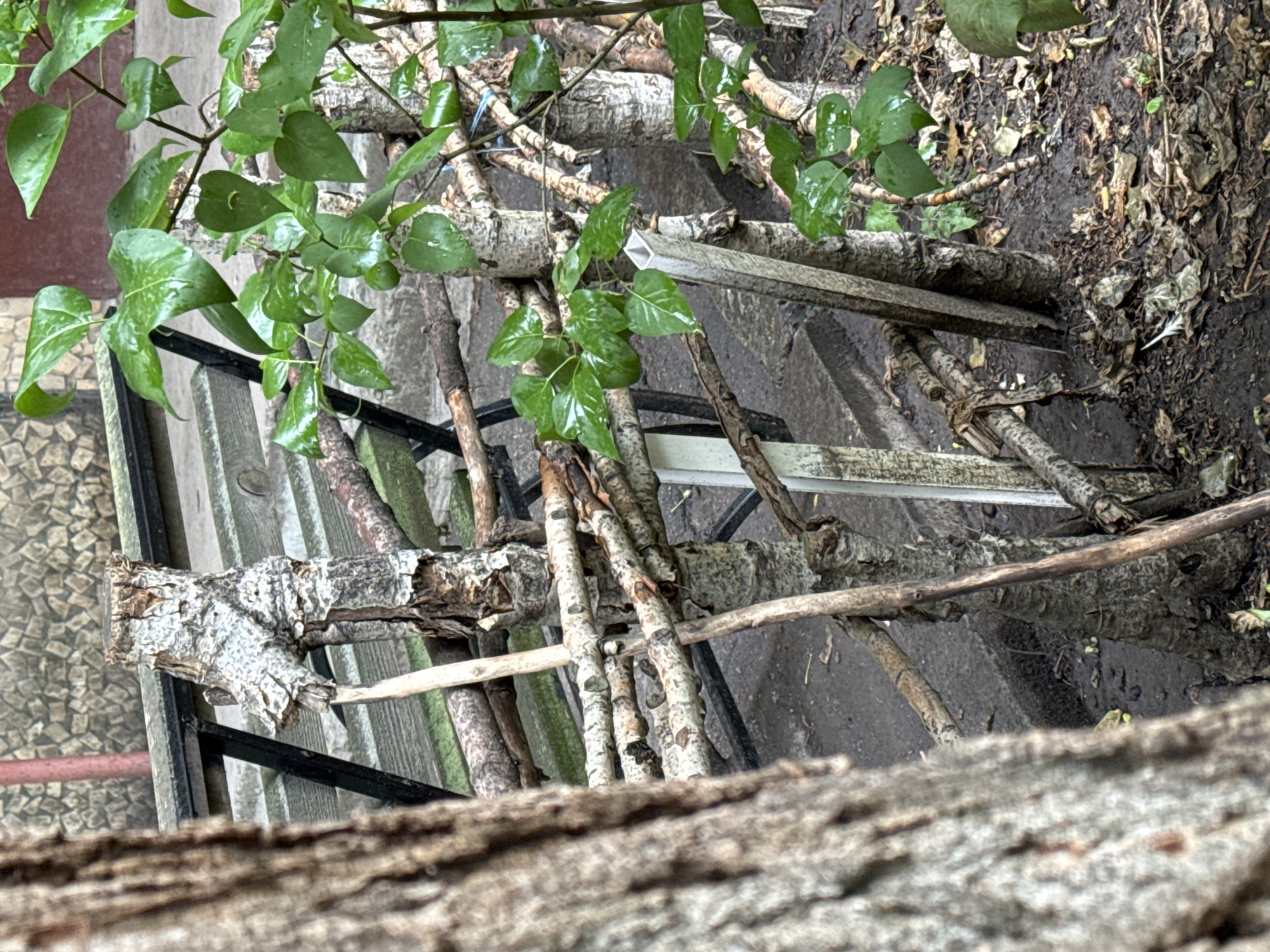 The image depicts an outdoor scene featuring a rustic fence constructed from branches. In the foreground, the textured bark of a tree trunk is prominently visible on the left. The fence itself is made of intertwined branches, with some thicker upright supports and thinner horizontal elements. Behind the fence, a dark metal bench with wooden slats is partially visible, suggesting an urban or park-like setting. In the background, a stone wall and more of the bench are present. Lush green leaves, some with water droplets, are growing from a plant to the right, adding a touch of nature to the scene. The ground beneath the fence and around the plants is covered in dirt, fallen leaves, and some debris. The overall impression is a somewhat weathered but functional outdoor structure. The location is identified as Kryvyi Rih, Ukraine.