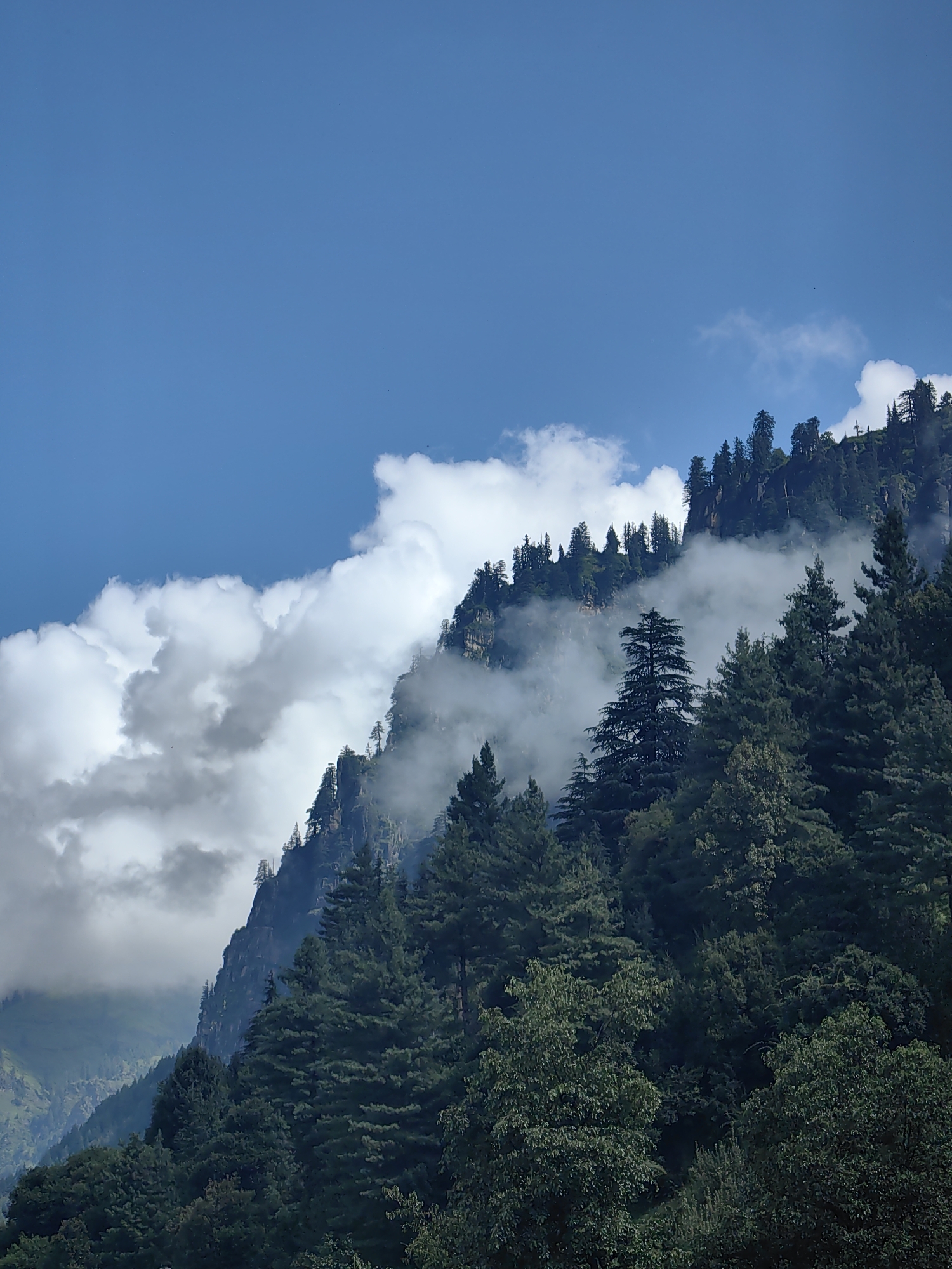 The image captures a majestic mountain slope in Vashisht, India, under a vibrant blue sky dotted with wispy white clouds. Dense evergreen trees, primarily pine and deodar, carpet the steep incline, their dark green foliage contrasting with the lighter hues of the sky and clouds. Mist or fog snakes its way up the mountainside, partially obscuring the rocky cliffs and adding an ethereal quality to the scene. The trees are tall and slender, with some of the larger ones standing out distinctly against the backdrop. The terrain is rugged and uneven, characteristic of the Himalayan region. No people or animals are visible in the frame. The overall impression is one of natural beauty and serene wilderness.