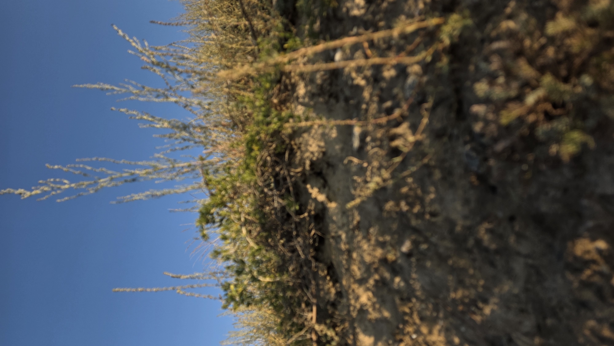 A low-angle, slightly blurred, outdoor photograph captures a section of a sandy incline covered with sparse, dry vegetation and patches of green plants against a clear, bright blue sky. The foreground features a rough, textured surface of soil and scattered small stones, dappled with sunlight and shadow. Thin, vertical stalks of dried grass and weeds dominate the upper portion of the image, interspersed with clumps of greener, bushier plants. The scene appears to be a natural landscape, possibly a hillside or embankment, located in the vicinity of Terek-Suu, Kyrgyzstan. No people or structures are visible in the frame.
