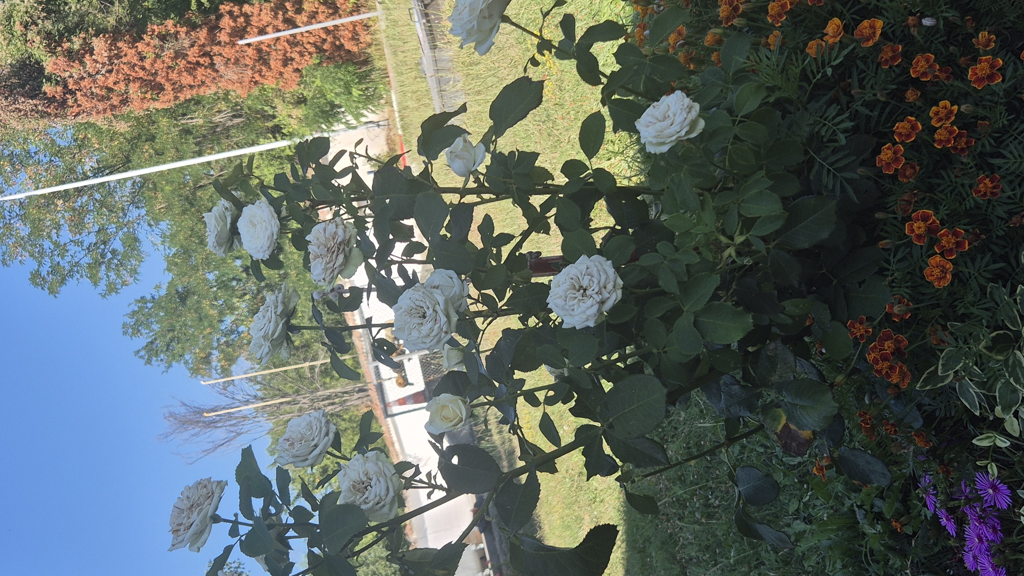 A bush of white roses with some faded petals is in the center of the frame. The rose bush has dark green leaves and is surrounded by smaller orange and yellow flowers in the foreground. In the background, a lawn is visible, as well as trees and a white fence. A tall orange-brown tree is to the right of the frame. The sky is blue with a few wispy clouds. The location is a garden in Momin Sbor, Bulgaria.