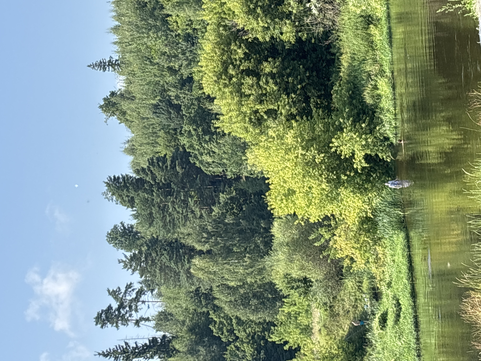 The image depicts a serene summer scene along the Moskva River in Zvenigorod, Russia. Lush green trees, ranging from tall pines to deciduous foliage, dominate the background, creating a dense forest line. The foreground features the calm, reflective surface of the river, with ripples suggesting gentle movement. On the riverbank, vibrant green grass and reeds grow thickly.
Two individuals are visible in or near the water. On the left bank, a person stands in the shallow water, appearing to be swimming or wading, wearing blue shorts. Further to the right, another person is partially submerged in the river, visible from the shoulders up, also appearing to be swimming. A third person can be seen further back on the bank to the left, standing with their back to the camera. The sky above is a clear, pale blue with a few wispy white clouds. The overall impression is one of a peaceful day spent enjoying nature by the river.