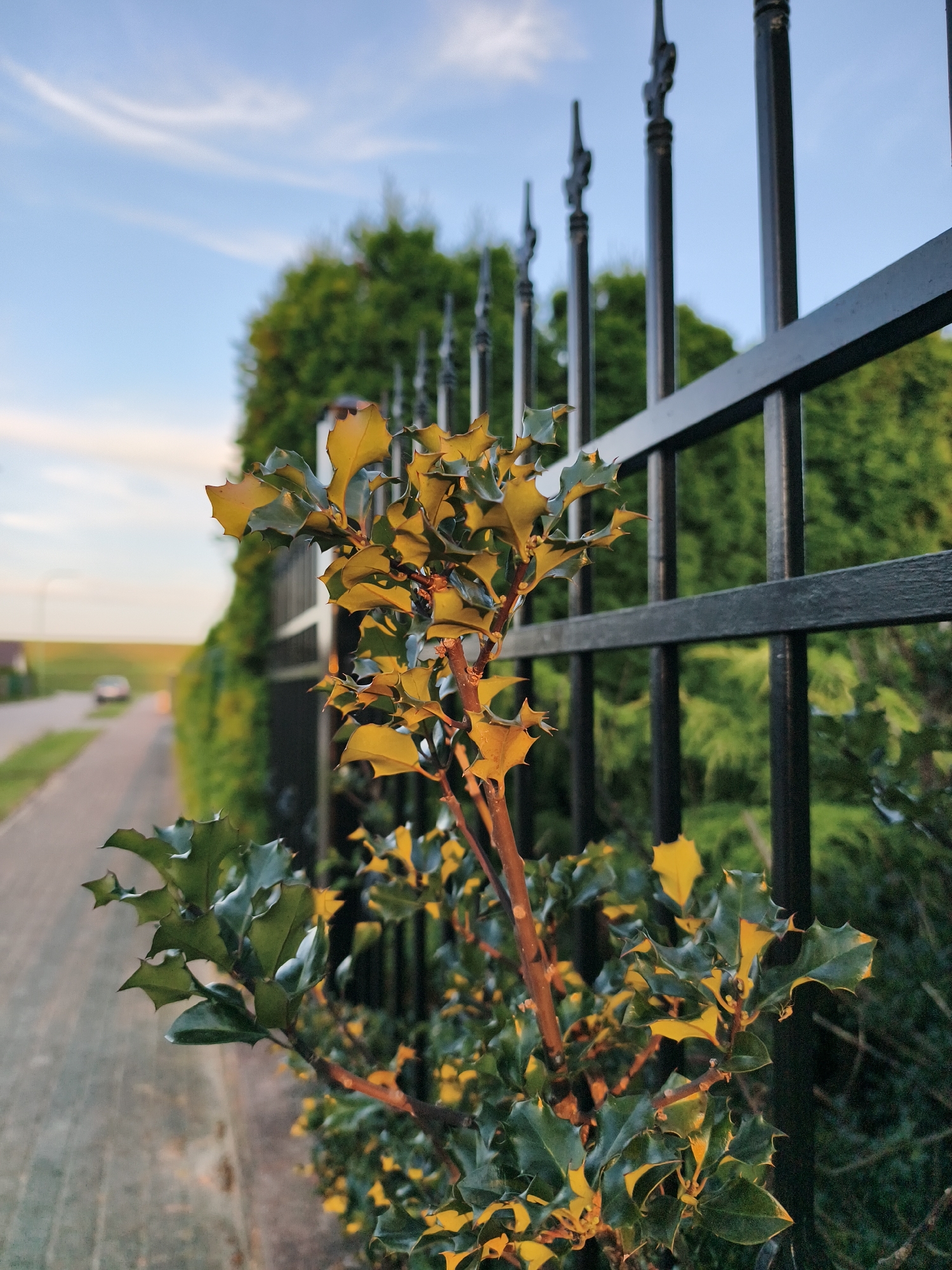 A close-up, low-angle shot focuses on the spiky green and yellow leaves of a holly bush. Behind the bush, a black metal fence with ornate finials runs horizontally across the frame, receding into the background. Beyond the fence, lush green foliage forms a dense hedge. To the left of the fence and hedge, a paved pathway runs parallel to the scene, bordered by grass. In the distance along the pathway, a car is visible, and further back, houses and trees suggest a residential area. The sky above is a pale blue with wispy white clouds. The image appears to be taken at dusk or dawn, given the soft lighting and warm tones on the leaves. This scene is located on a property adjacent to a street in Tczew, Poland, likely a residential neighborhood.