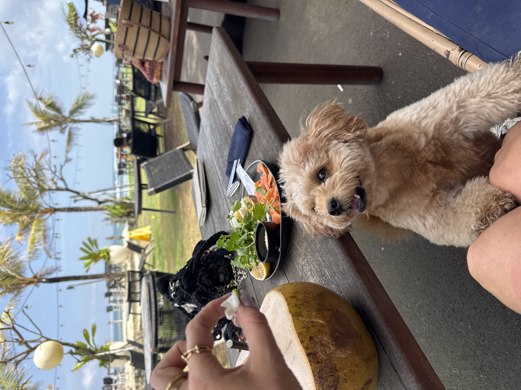 A medium shot captures a dog begging for food at an outdoor restaurant table in Mengwi, Indonesia. The dog, a light brown poodle mix, stands on its hind legs, front paws on the table, looking up at the camera with its mouth open. On the table, a plate of food includes salmon, salad, and toast with poached eggs. To the left, a halved coconut sits beside a person's hand holding a small white flower. The background shows a blurred view of palm trees and the ocean, suggesting a tropical setting. String lights hang overhead, and other tables and chairs are visible in the distance, indicating a lively atmosphere. The overall scene depicts a relaxed dining experience at a beachside restaurant.