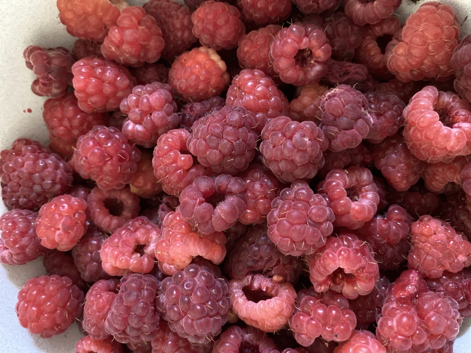 A close-up, overhead shot shows a bowl filled with ripe raspberries. The berries are a vibrant red and pink color, with some showing slight variations in ripeness. They are tightly packed together, with some appearing slightly bruised or misshapen. The background is a light, textured surface, possibly a countertop or bowl. There are no people or animals visible in the image. The image does not contain any information about Ventsy, Russia.