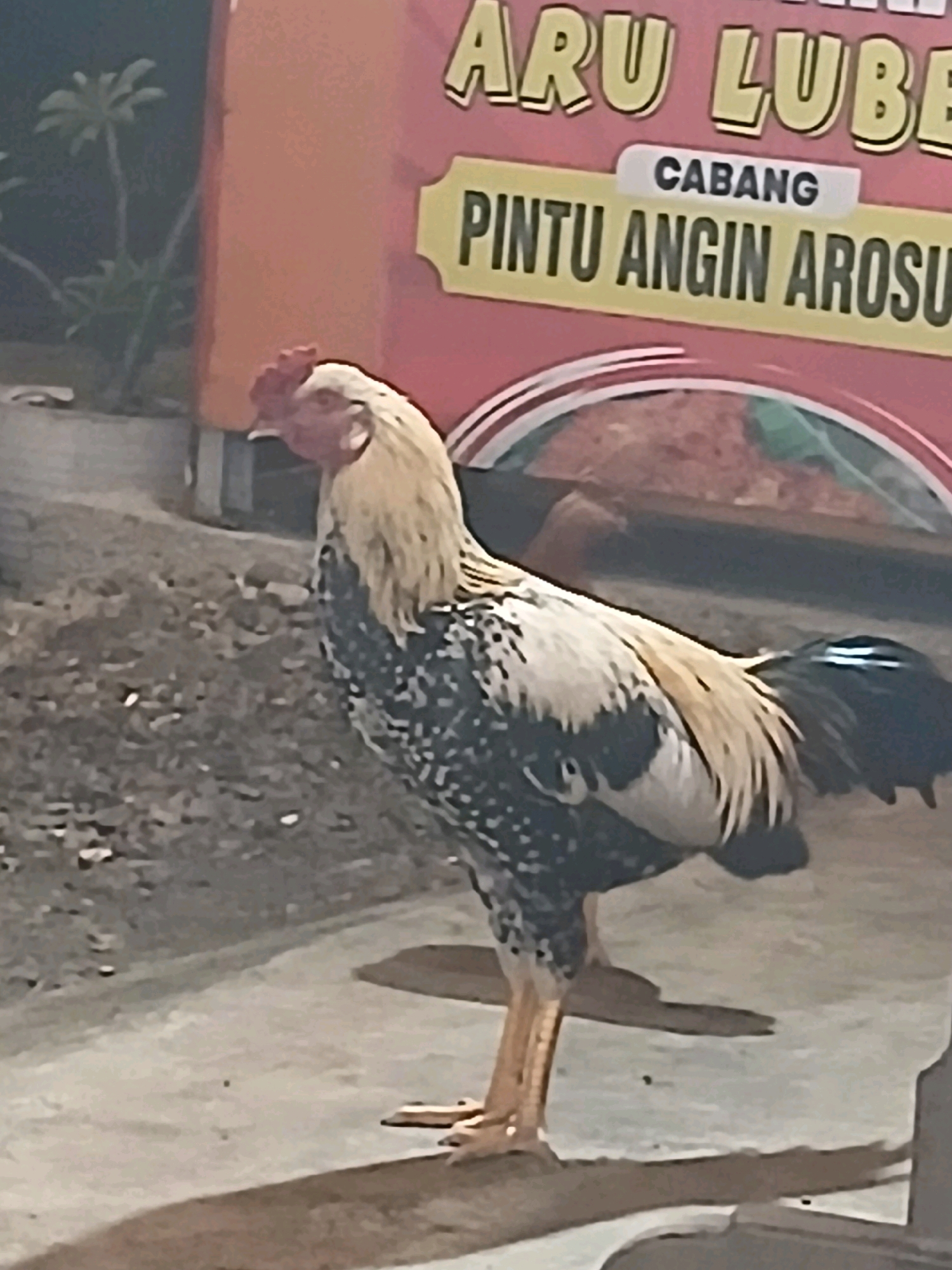 A rooster stands on a paved surface in front of a building with a sign. The rooster has a light brown and white feathered body, with black spots and a black tail. Its legs are yellow and its comb is red. The sign behind the rooster has text that reads "ARU LUB" and "CABANG PINTU ANGIN AROSUR". The background shows a plant and a reddish-orange wall. The ground is a mix of dirt and pavement. The lighting suggests it is daytime, possibly late afternoon or early evening.