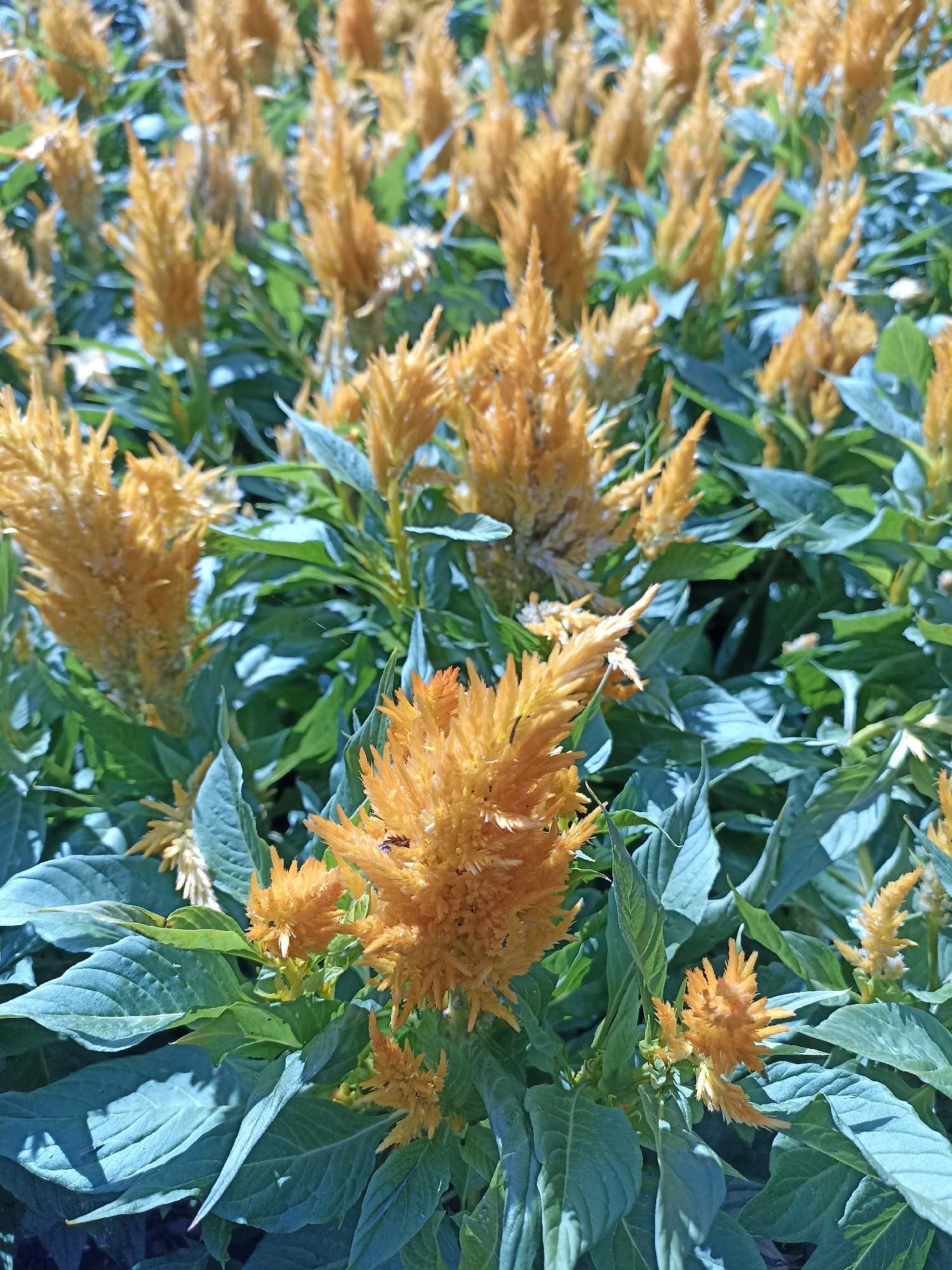 The image depicts a close-up, slightly upward-facing view of a bed of orange celosia flowers with green foliage. The flowers are predominantly in the foreground and midground, with some blurred in the background. The lighting suggests it is daytime, possibly sunny, with shadows visible on some of the leaves. No specific location within Novosibirsk, Russia, can be identified from the visual information provided. There are no people or animals visible in the frame, apart from a small insect on one of the flowers in the lower right quadrant. The scene is static and focuses solely on the flora.