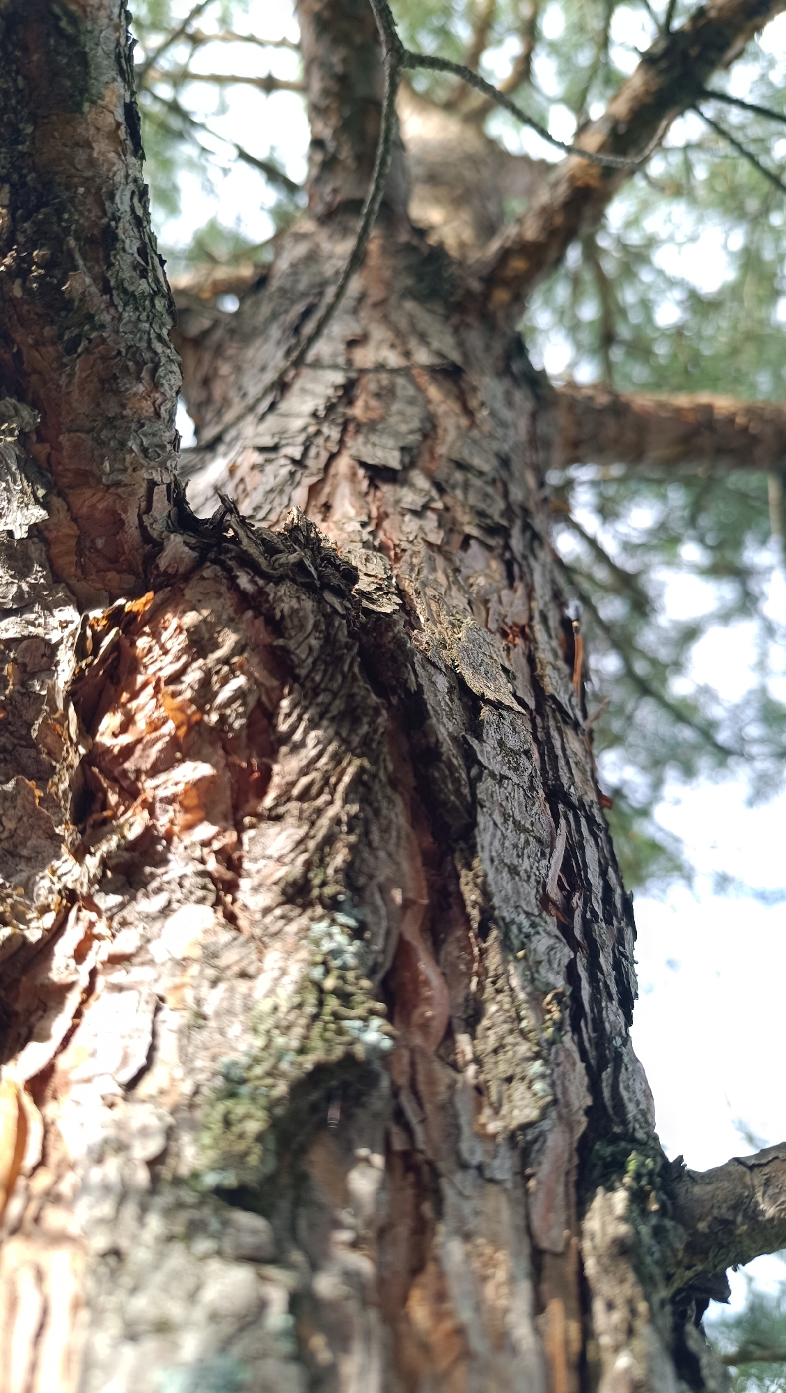 The image is a close-up, low-angle shot of a pine tree trunk, looking upward towards its branches and the sky. The bark is rough and textured, with visible cracks and peeling sections, revealing a reddish-brown inner layer in some areas. Patches of green lichen are present on the bark. Sunlight filters through the foliage, creating bright highlights and casting shadows. The background consists of out-of-focus greenery and a bright sky, suggesting it is daytime. There are no people or man-made objects visible in the image. The image depicts a natural scene of a tree. The location in Karsha, Russia, cannot be determined from the visual information provided in the image.