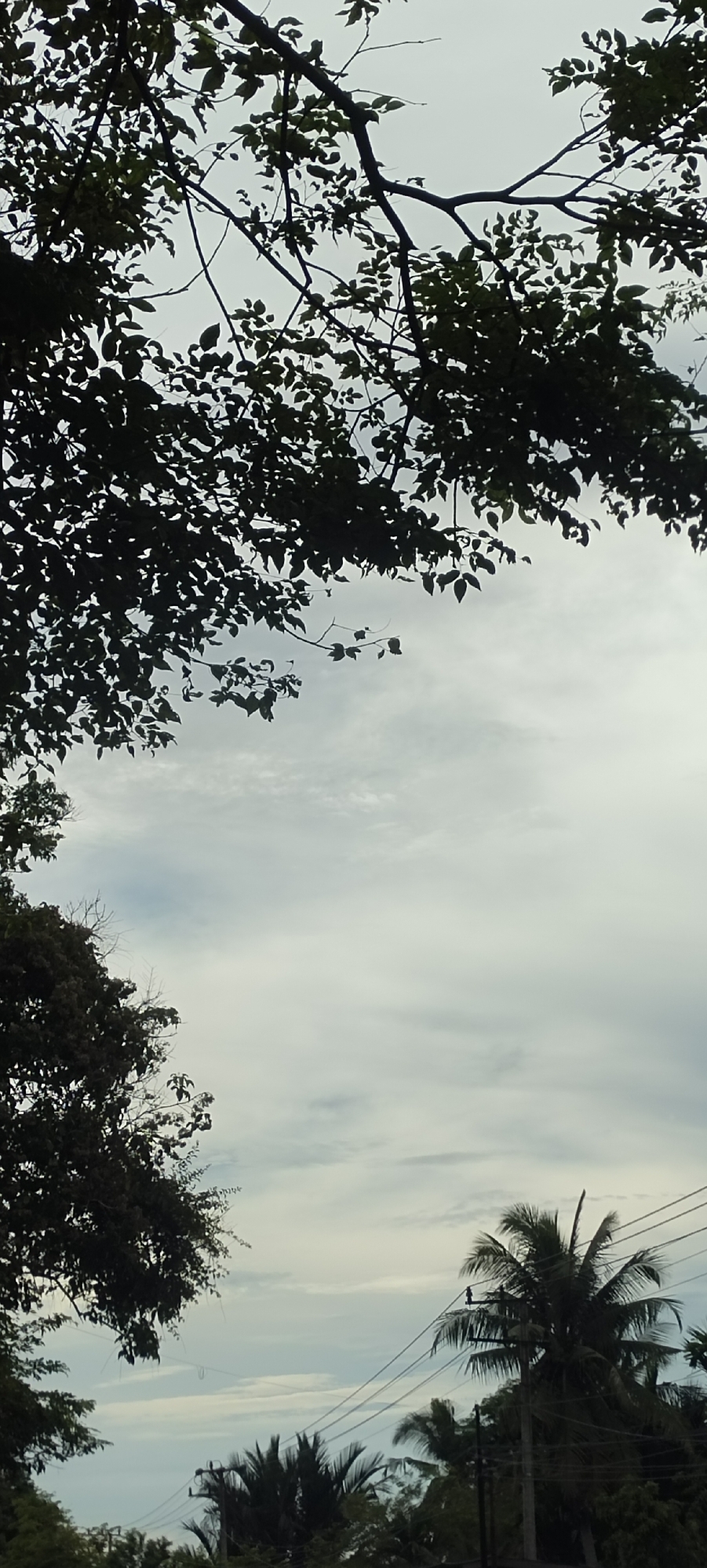 The image shows a view in Matangpanyang, Indonesia. The sky is overcast with light gray clouds. Silhouetted tree branches and leaves frame the top left of the image. Other trees, including palm trees, are visible in the lower part of the frame. Power lines stretch across the lower right portion of the sky. A bird is perched on one of the power lines. The lighting suggests an overcast day.