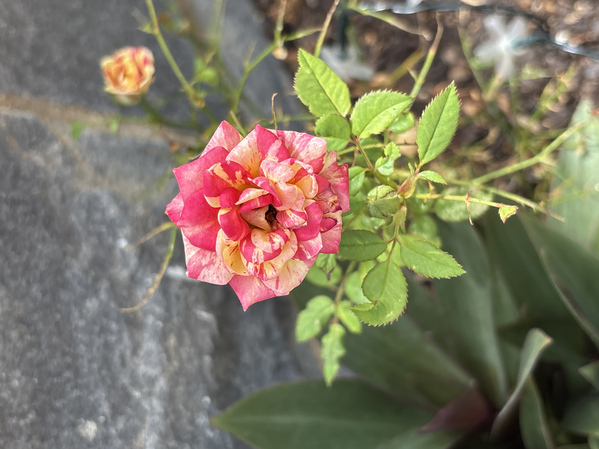 A close-up, eye-level shot captures a multi-colored rose in bloom, its petals a swirl of vibrant pink and yellow. The rose is the primary subject, positioned slightly off-center in the foreground. Its leaves are a healthy, bright green, with serrated edges. In the background, a blurry, gray, stone wall forms the backdrop. To the left of the rose, a large, dark green leaf from another plant is partially visible. Further back and slightly out of focus, a smaller, budded rose is present. The overall setting appears to be a garden or outdoor space. The image does not contain any individuals or any discernible actions or interactions. The scene is static and focuses solely on the botanical elements and the architectural background. There are no specific indicators within the image to pinpoint its location in Orihuela, Spain, beyond it being an outdoor, possibly urban, garden setting.