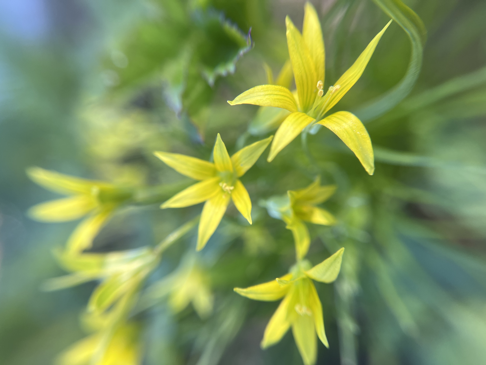 The image shows a cluster of small, star-shaped yellow flowers against a blurred green background. The flowers have six petals each and prominent stamens. The overall impression is one of a close-up shot of wildflowers. The location of Zhigalki, Russia is unknown to me in this image.