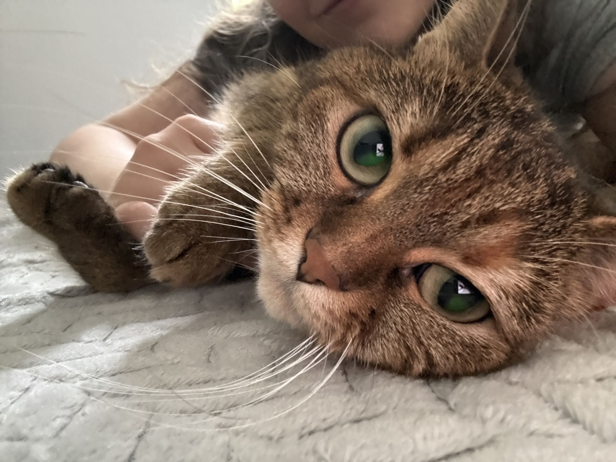 A close-up, horizontal image depicts a domestic tabby cat with short, brown and auburn fur, large green eyes, and prominent white whiskers, resting on a textured, light grey/white plush blanket. The cat's head, facing slightly left and downwards, occupies the central and right portions of the frame. Its right paw, partially visible on the left, rests on the same surface. Reflected light, appearing as a bright green rectangle with a smaller white square, is visible in both of the cat's pupils. In the upper left background, a light-skinned human's hand with fingers gently touches the cat's neck/shoulder area. Further in the background, above the cat's head, a portion of the human's mouth/chin and curly brown hair are visible. The human appears to be lying next to or behind the cat. The immediate background is out of focus, with a lighter area to the upper left and a darker, blurred area to the upper right. The scene takes place indoors; however, the specific location in the city of Unknown, Unknown, cannot be determined from the visual information provided.