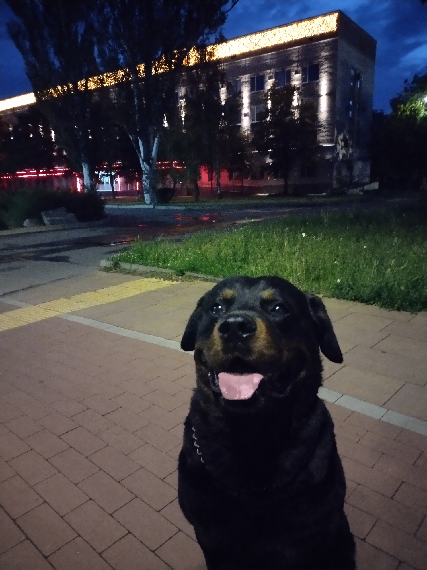 This image presents a nighttime outdoor scene in Horishni Plavni, Ukraine. A black and tan Rottweiler dog, wearing a metal chain collar, is positioned in the lower-central frame, facing the viewer with its pink tongue slightly extended. The dog rests on a reddish-brown paver sidewalk composed of rectangular blocks. A yellow tactile paving strip runs horizontally across the mid-left foreground, bordering the sidewalk and a darker asphalt or concrete path to its left. To the right of the dog and sidewalk, a patch of green grass is visible. In the background, a multi-story, rectangular building with a light-colored facade is illuminated. The building's roofline is adorned with warm-toned string lights, and its exterior walls feature several vertical white spotlights. Deciduous trees with dark foliage and lighter trunks partially obscure this building and another structure to the far left, which displays red illumination. The sky is dark blue, indicative of late dusk or nighttime conditions.