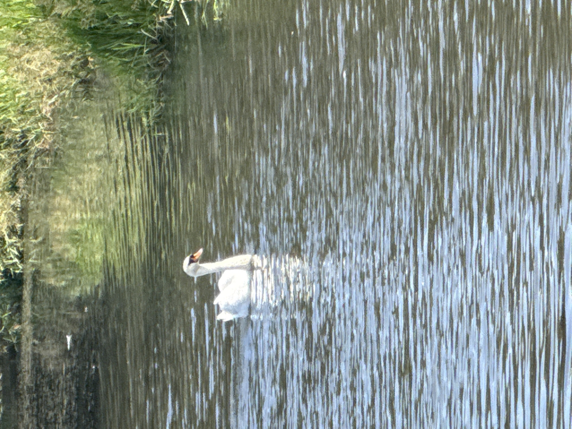 A white swan is swimming on the surface of a body of water. The swan is positioned in the left half of the frame, facing right. The water is disturbed by ripples, reflecting the surrounding environment. On the right side of the image, the bank of the water body is covered with dense green vegetation. The lighting suggests it is daytime, likely with sunlight filtering through. This image does not contain any specific elements that would allow for its localization within the city of Szczecin, Poland.