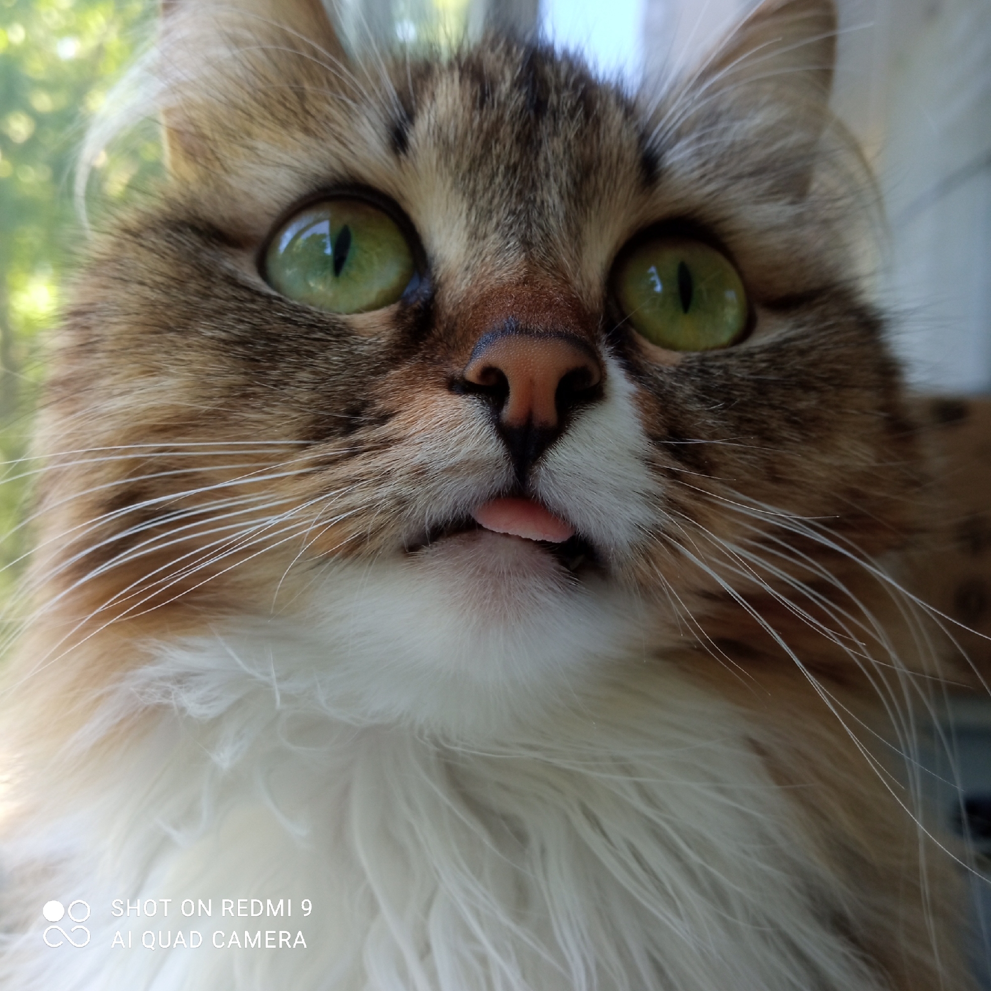 A close-up shot features a long-haired cat, primarily brown and white, with striking green eyes. The cat's pink tongue is slightly extended. The background suggests an outdoor setting with blurred greenery. A watermark in the lower left corner reads "SHOT ON REDMI 9 AI QUAD CAMERA."
Based on the AI model, location could be Chaikovsky, Russia. However, location cannot be verified solely from the image.