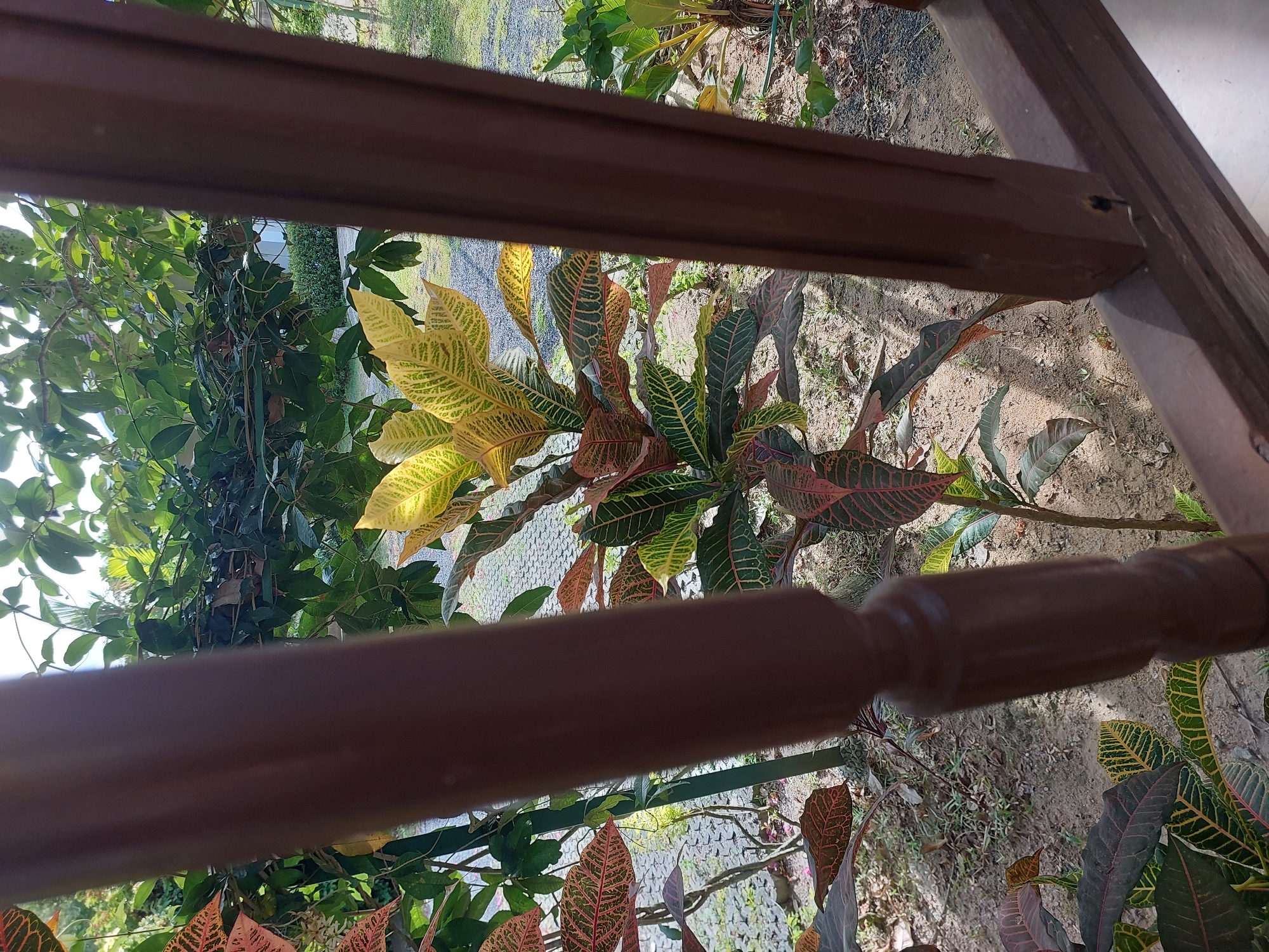 A photograph taken from behind a dark brown wooden railing, looking out at a garden. In the foreground, the railing is blurred. Beyond the railing, a croton plant with variegated leaves of green, yellow, and red is prominent. Behind it, various other green plants and foliage are visible. The ground appears to be covered in gravel and soil, with some patches of dry grass. In the background, a paved pathway or courtyard can be seen. The lighting suggests it is daytime, with sunlight filtering through the leaves. The location is identified as Baan Mae Nam, Thailand.