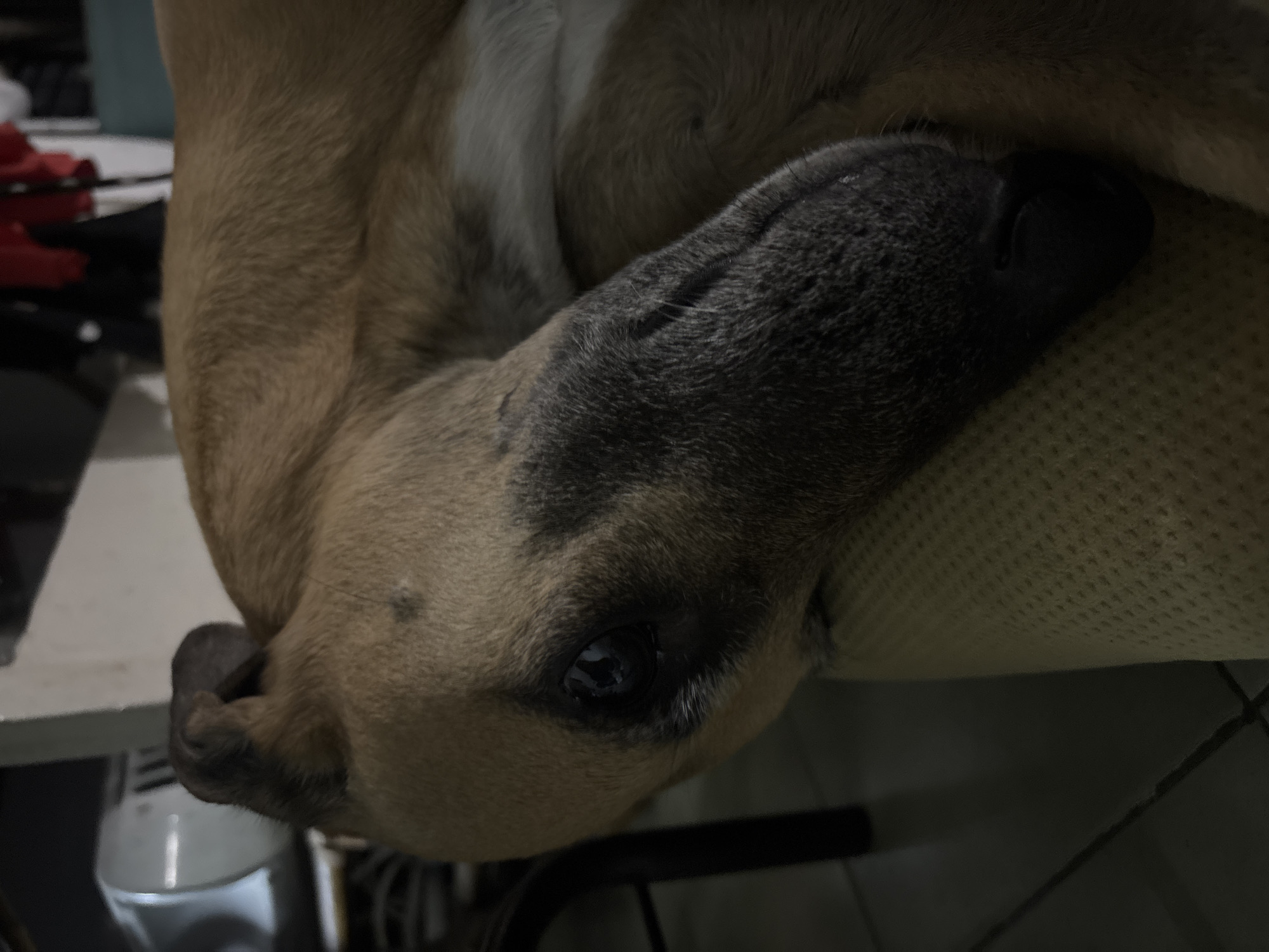 A close-up, intimate portrait captures a dog resting indoors, likely in a home setting in Buenos Aires, Argentina. The dog's head is the primary subject, angled sideways and filling most of the frame. Its fur is a mix of light brown across its body and a darker, charcoal-like shade around its muzzle and above its visible eye. One dark, reflective eye is prominent, suggesting the dog is awake and observing its surroundings with a calm, tranquil expression.
The dog's muzzle and nose are clearly depicted, resting softly on a textured, light-colored fabric, which appears to be part of a cushion or piece of furniture. The overall lighting is dim, suggesting a low-light environment or evening time. In the blurred background, hints of domestic life are visible, including a white, possibly cylindrical appliance (like a blender) and some red fabric to the left. The bottom right edge reveals a dark tiled floor, reinforcing the indoor setting. No text is visible in the image.
