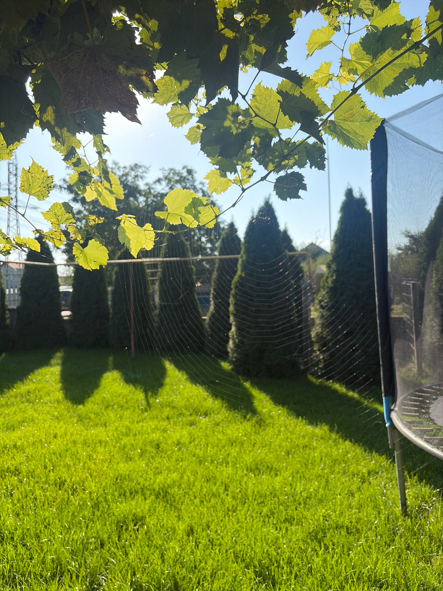 The image depicts a backyard scene on a sunny day in Oxentea, Moldova. In the foreground, lush green grass is illuminated by sunlight, with some small white flower-like structures dotting the lawn. A trampoline frame with black netting is visible on the right side of the image, partially obscuring the view. Behind the grass, a prominent spider web stretches across the frame, catching the sunlight and revealing its delicate structure. Several tall, dark green evergreen trees are lined up in the background, casting distinct shadows on the grass. Above the trees, a clear blue sky is visible, with sunlight streaming through the leaves of a vine in the upper left portion of the image. Power lines and a building structure are faintly visible in the distance. There are no people or animals present in the scene.