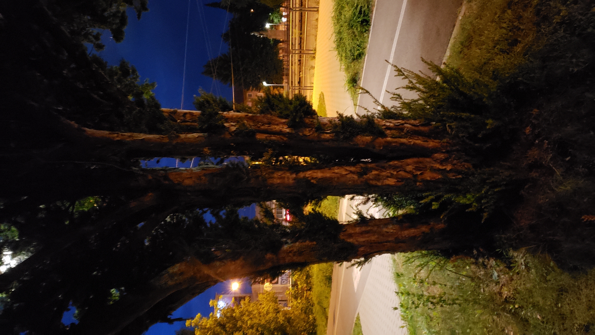 A nighttime, medium-range, eye-level shot captures a large, multi-trunked tree dominating the foreground. The tree's bark is rough and textured, with a warm, reddish-brown hue illuminated by artificial light. Dark green foliage is interspersed throughout the branches and at the base of the trunks. To the left of the tree, a yellow-leafed tree is visible, also lit by artificial light, with a streetlamp illuminating the scene.
In the middle ground, a paved walkway with a light grey and white patterned surface runs parallel to a dark grey asphalt road, edged by a strip of green grass. Beyond the road, a yellow railing with vertical bars separates a light-colored paved area from a darker, grassy area. In the background, several trees with dark green foliage are silhouetted against a deep blue night sky. Buildings, some with illuminated windows and streetlights, are visible in the distance, along with what appears to be a monument or statue on a pedestal. The overall impression is of a well-lit urban park or streetscape at night.
This scene is likely located in the city of Prešov, Slovakia, possibly near a park or along a well-maintained public pathway.