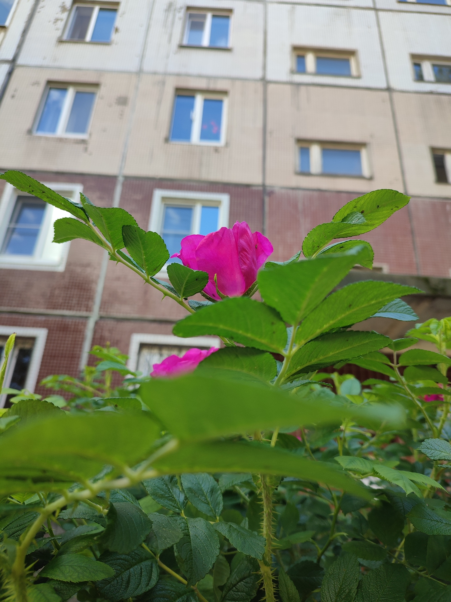 The image is a low-angle shot of a pink rose in bloom, with its thorny stem and green leaves in sharp focus. The rose is positioned centrally in the foreground, its petals a vibrant magenta. Behind the rose bush, a multi-story building with several windows is visible. The building's facade appears to be made of concrete panels, with some discoloration and wear. The windows are rectangular, some with white frames, and reflect the blue sky. The overall scene suggests an outdoor setting, possibly in an urban or suburban area. The lighting implies it is daytime, and the plants appear healthy, indicating favorable weather. There is no visible text in the image. The location is Vsevolozhsk, Russia.