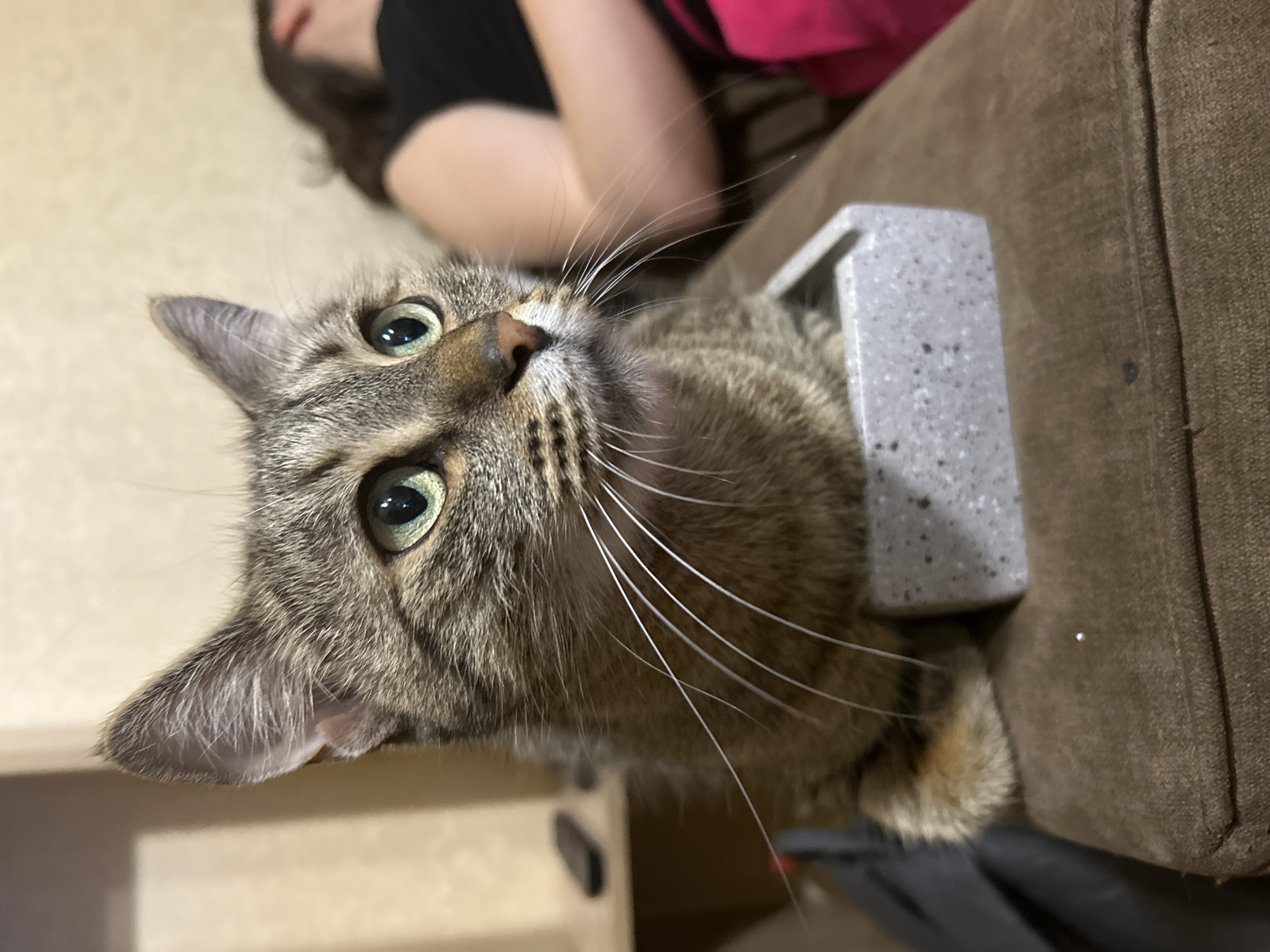 A close-up, vertically oriented image features a tabby cat with striking green eyes and prominent white whiskers, looking upwards and slightly to the left. The cat's fur is a mix of brown, grey, and black stripes, with a visible pink nose. Its face is the central focus, positioned on the right side of the frame.
The cat is resting on or next to a piece of furniture, which appears to be a brown fabric sofa or armchair, occupying the lower right portion of the image. Adjacent to the cat's head is a grey, speckled, rectangular object, possibly a decorative item or part of the furniture structure.
In the blurred background on the left, a person is visible, lying down or resting. Only their dark hair, a portion of a black top, and a hint of a pink item are discernable.
The setting is an indoor home environment, likely a living room or bedroom, illuminated by soft indoor lighting. The cat exhibits an alert and curious expression as it gazes upwards. No visible text is present in the image. This scene is located in Sofia, Bulgaria.