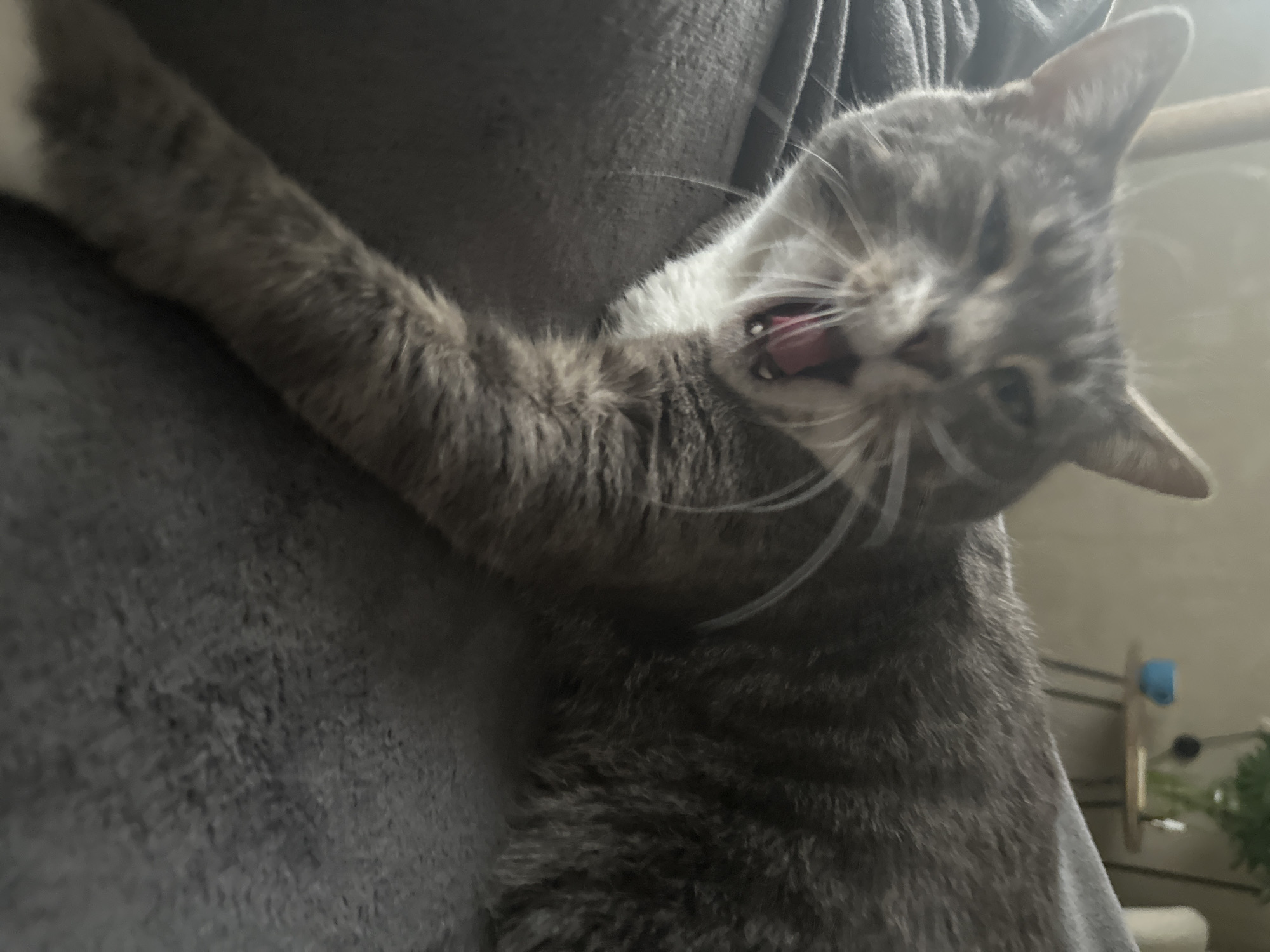 A gray tabby cat is stretching with its mouth open, exposing its teeth and tongue. The cat is lying on a gray blanket. Part of a cat tree and a houseplant are visible in the background. The location is unknown.