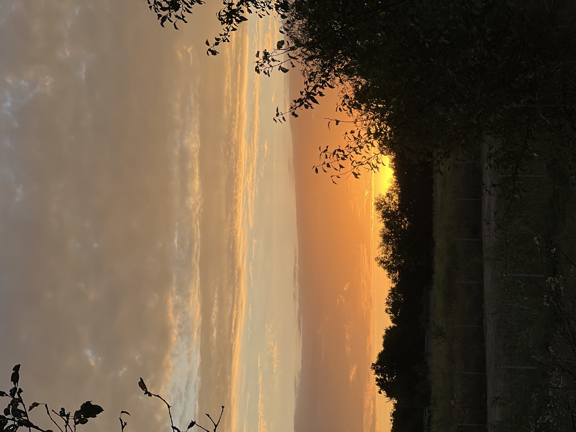 A wide shot captures a sunset scene over a field. The sky is a gradient of warm colors, from pale yellow at the horizon to soft orange and then a muted beige higher up, with wispy clouds. Silhouetted against the vibrant sky are the dark shapes of trees along the horizon, forming a dense line. In the foreground, the ground is covered in dry grass and vegetation, with a few scattered fence posts visible. To the right, a large, dark tree with leafy branches partially obscures the sunset and the field. The overall impression is one of a tranquil rural landscape at dusk.