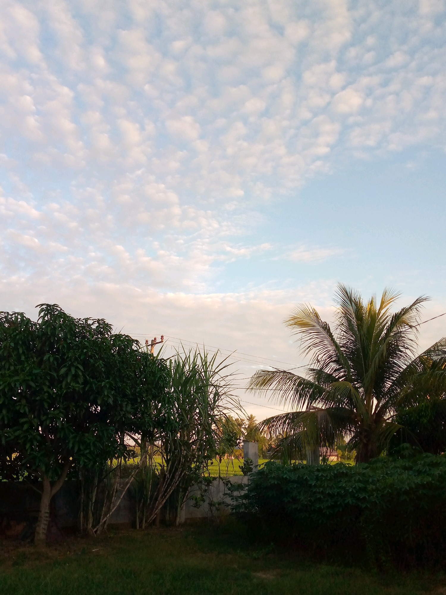 A vertical outdoor shot shows a bright, cloudy sky with a few scattered clouds. In the foreground, there are several types of vegetation, including a large leafy tree on the left, a cluster of tall, thick reeds or bamboo-like stalks, and a palm tree on the right. The ground in front of the vegetation is covered in grass. A low, dark wall runs horizontally across the middle ground behind the plants. Beyond the wall, there is a glimpse of what appears to be a rural landscape with more trees and buildings. The image captures a natural scene, likely in Kutaglumpang, Indonesia, given the presence of tropical vegetation like palm trees. The overall impression is one of a peaceful, rural environment.