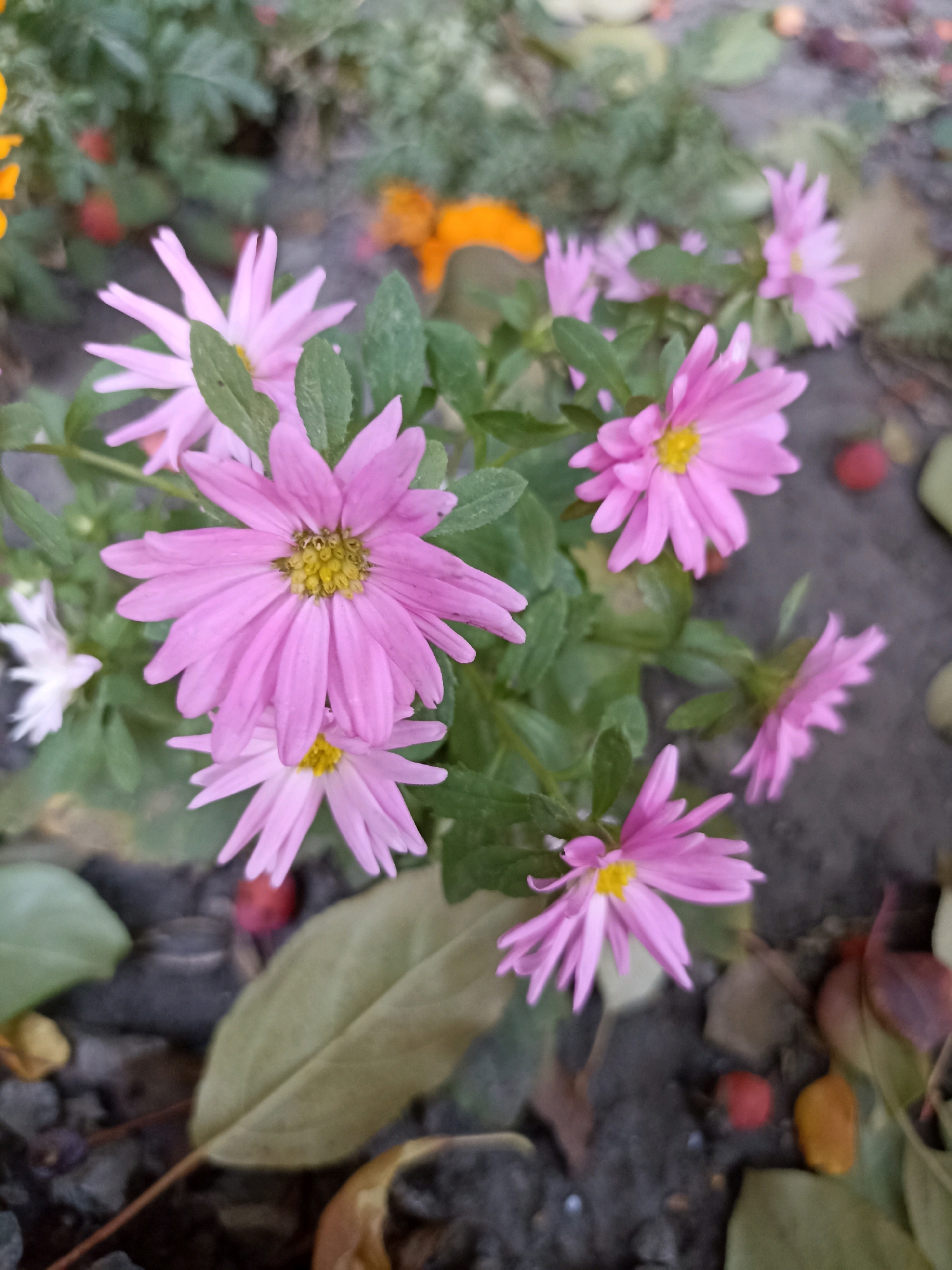 In an outdoor setting with a focus on a cluster of vibrant pink asters, the scene presents a close-up view of the flowers. The asters, characterized by their delicate, elongated petals radiating from a yellow center, are the primary subjects. They are interspersed with lush green foliage. The background is blurred, suggesting a shallow depth of field, and hints at other garden elements such as leaves and small, reddish-orange berries scattered on the ground. The overall impression is one of autumnal beauty captured in a garden environment.