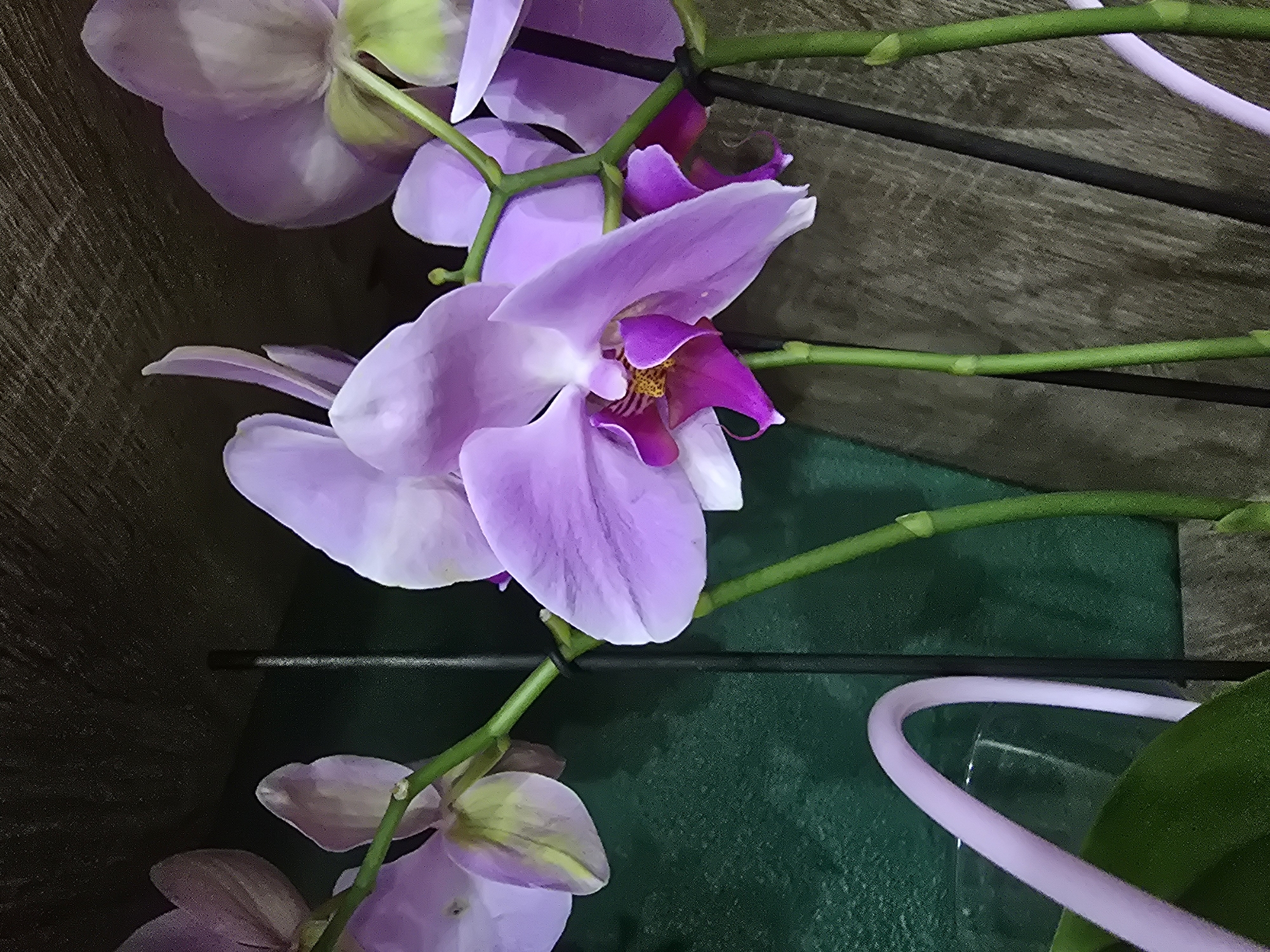 The image shows a close-up of several pink orchids with purple centers. The orchids are on green stems and appear to be in a pot. The background is a dark green textured wall and a wooden surface. There is also a hint of a pink curved object, possibly a decorative element or a plant support, and a glass container visible. The scene is indoors. The image is a photograph.