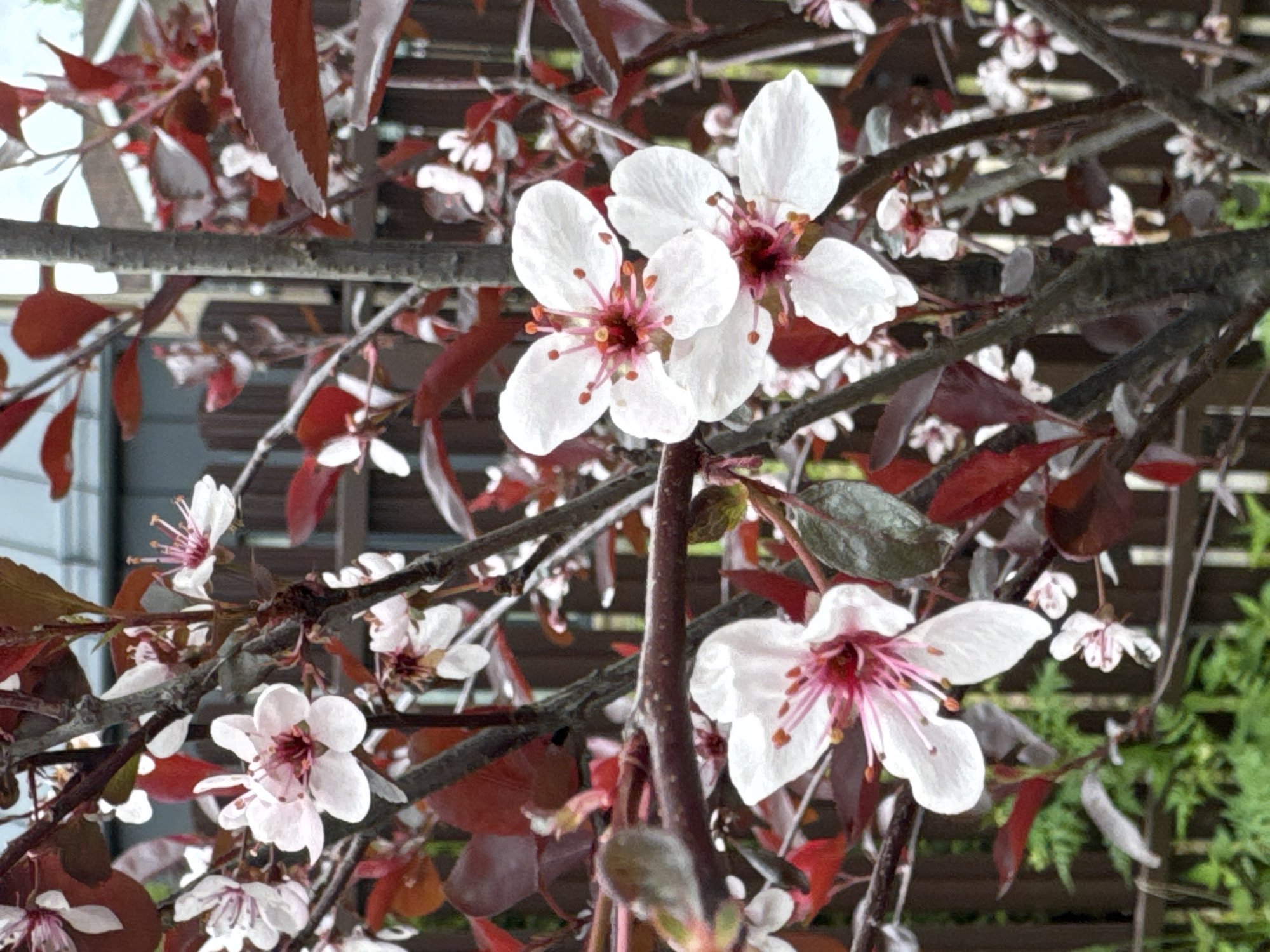 The image shows a close-up of a tree branch in bloom. The flowers are white with pinkish-red centers and are clustered among reddish-brown leaves. The branches are dark brown and somewhat gnarled. The background is blurred, but suggests an outdoor setting with other foliage and possibly a building or fence in the distance. There is no information to confirm the location is in the city of Steklyannyi, Russia, or to suggest it is a city. No people or interactions are visible.