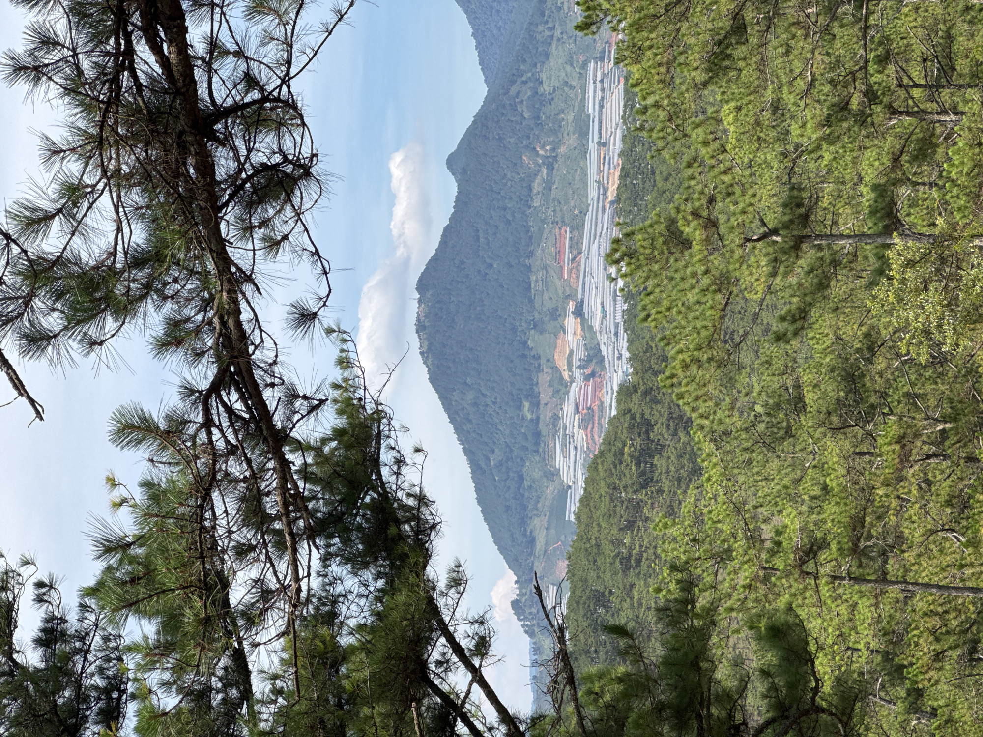 The image depicts a landscape in Lạc Dương, Vietnam, viewed through a foreground of pine tree branches. In the distance, rolling mountains are visible under a partly cloudy sky. The slopes of the mountains feature dense patches of green vegetation interspersed with structures that appear to be greenhouses or agricultural facilities, arranged in rows across the terrain.