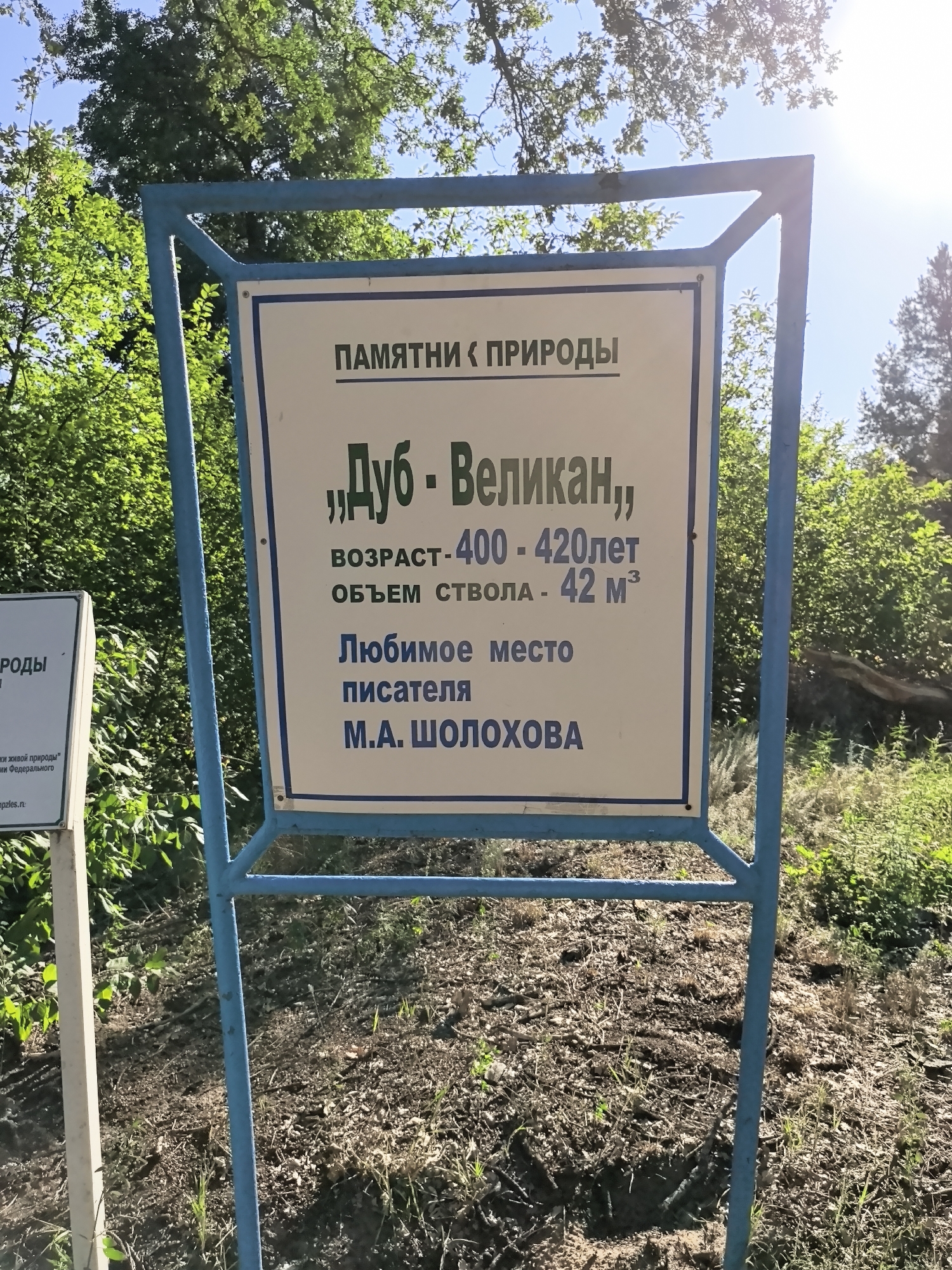 A sign in Russian on a blue metal frame stands in an outdoor setting with trees and foliage in the background. The sign has a white background with dark text and a thin blue border. The text on the sign is in Russian and translates to "Monument of Nature" at the top, followed by "Oak - Giant" in large green letters. Below that, it states "Age - 400 - 420 years" and "Trunk volume - 42 m³". Finally, it reads "Favorite place of writer M.A. Sholokhov". A smaller sign on the left, partially visible and also in Russian, appears to be related to protected natural areas. The ground around the sign is covered with dirt, grass, and fallen leaves. The sun is visible in the upper right corner, suggesting it is daytime. The location is identified as Gorokhovsky, Russia, within a natural or park-like environment.