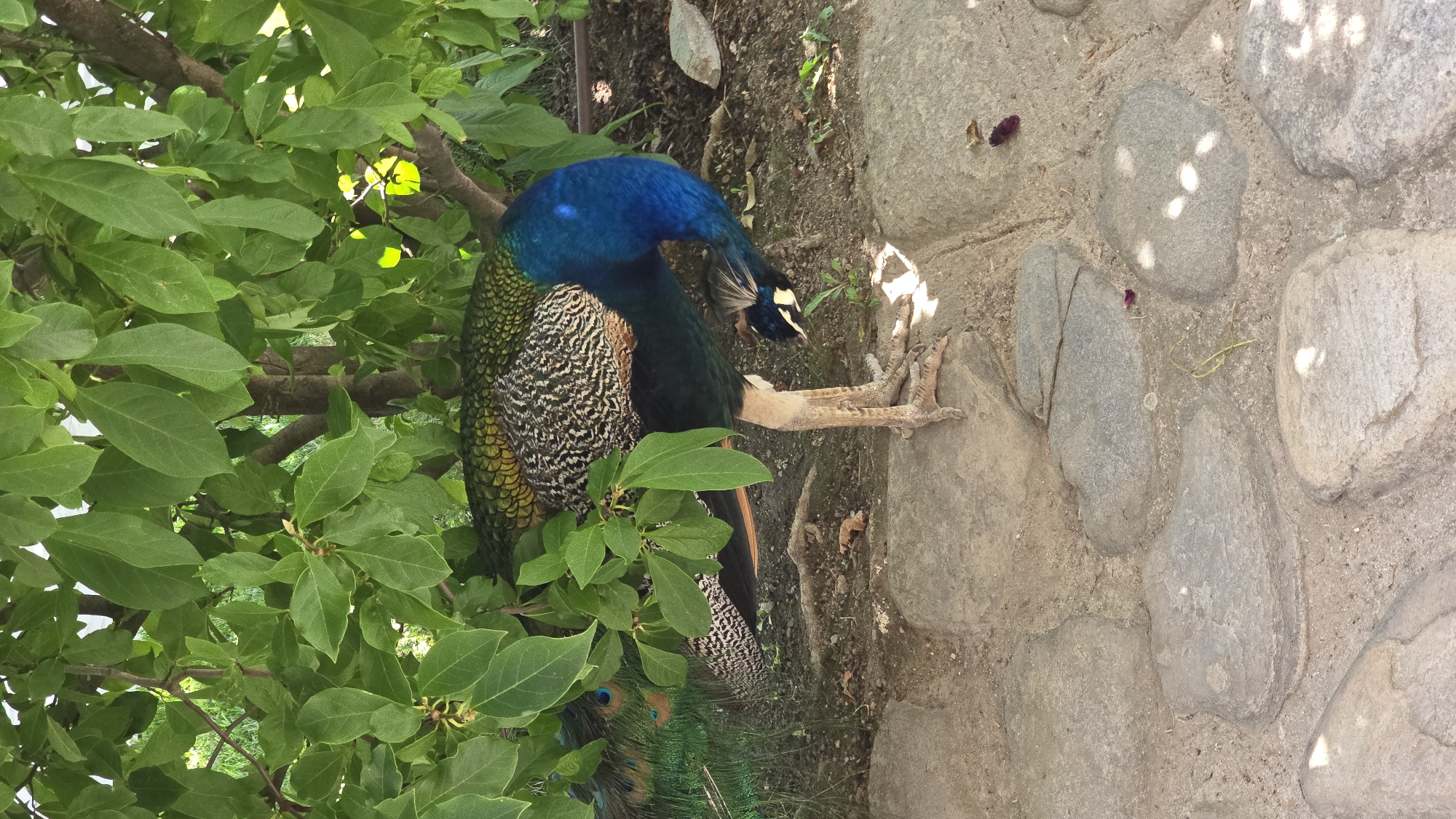 A peacock is standing on a stone pathway under a tree with green leaves. The peacock's head is bent down as if it is looking for something on the ground. The peacock has vibrant blue and green feathers. The pathway is made of large, irregular grey stones. The background is slightly blurred, showing more greenery and dirt. The lighting suggests it is daytime, with dappled sunlight filtering through the leaves.