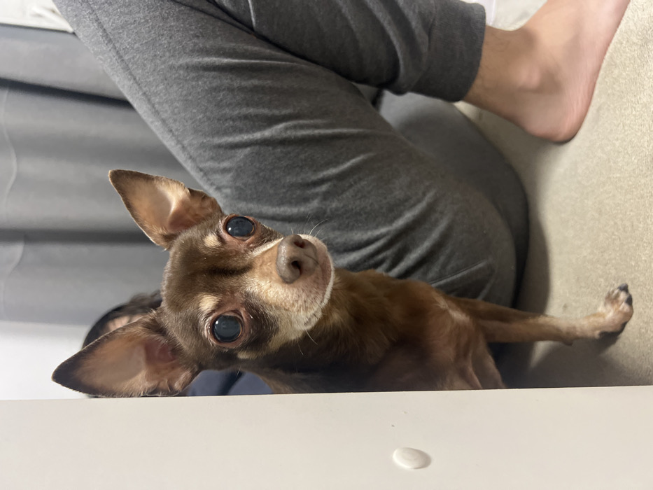 A brown Chihuahua with large, round eyes stares inquisitively upwards. Its head is tilted, and one ear is erect while the other angles slightly downward. The dog rests on a white surface, possibly a table or desk. Behind the dog is a person wearing gray sweatpants, with their leg and foot visible. The background is muted, and the overall lighting is soft.