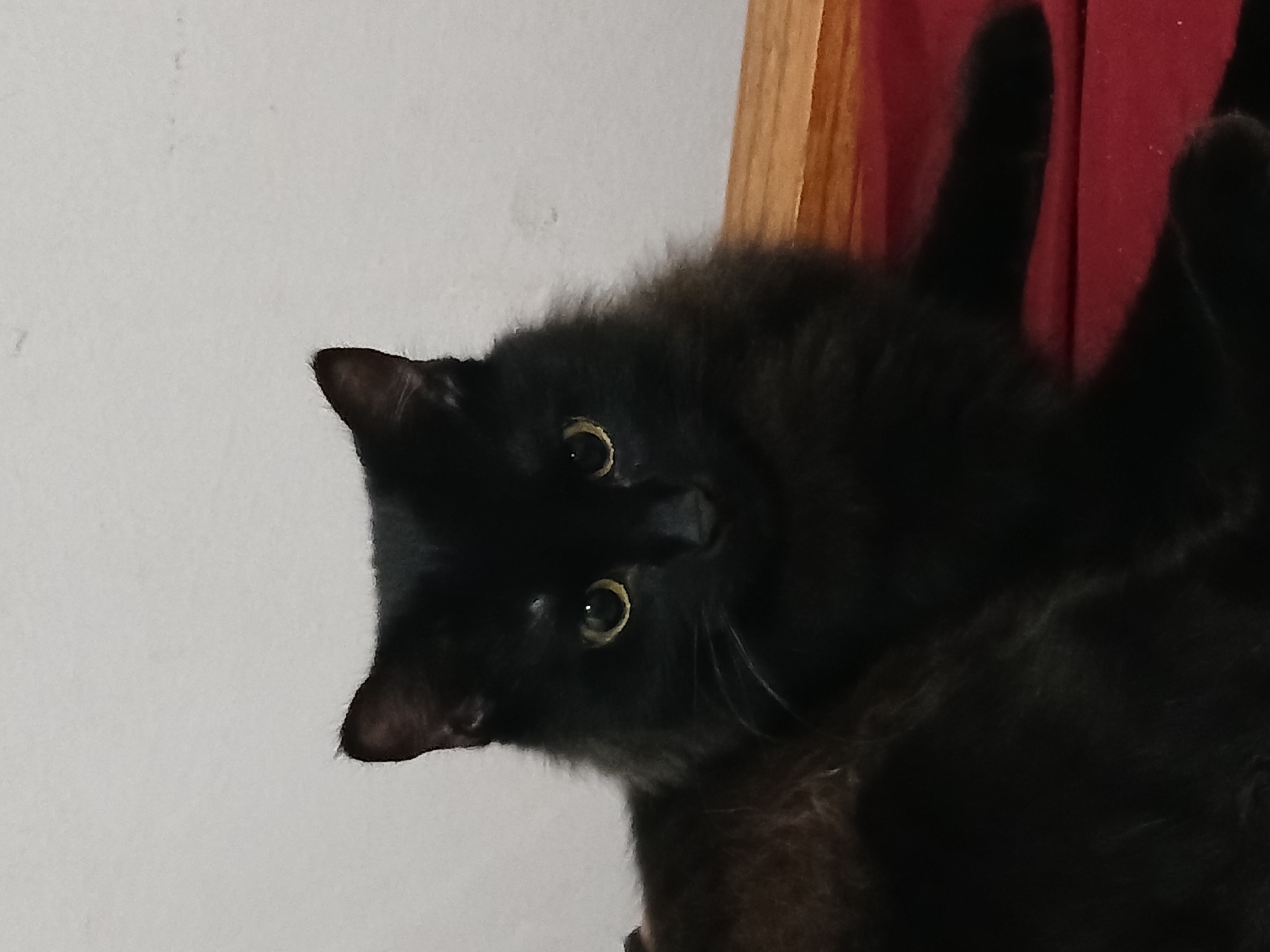 The image displays a close-up portrait of a fluffy black cat, photographed with a sideways orientation, making its head appear on the left side of the frame. The cat's head is slightly tilted, and its most prominent features are its bright yellow-green eyes with narrow black pupils, which are wide open and intensely focused directly at the viewer, conveying a sense of curiosity, alertness, or playful engagement. Its black nose and delicate white whiskers are visible against its dark fur. The inner part of one pointed ear, a darker brown hue, is also clearly visible.
The cat's body is mostly out of frame, with only a mass of dark fur discernible in the lower right corner, suggesting it might be lying down or partially hidden within a soft surface. The background on the left consists of a plain, light-colored wall, likely white or off-white, showing some faint texture. To the right, a vertical strip of light brown wood, possibly a door frame or a piece of furniture, borders a textured, vibrant red fabric, which could be a curtain, blanket, or upholstery. The overall scene suggests an indoor, domestic setting. No other specific objects are visible, nor is there any visible text. While the location context is Buenos Aires, Argentina, the image itself does not contain any specific visual cues to indicate this. The lighting is soft and ambient, suggesting an indoor setting with adequate light, but not explicitly defining the time of day. The central activity is the cat's direct gaze and interaction with the camera.