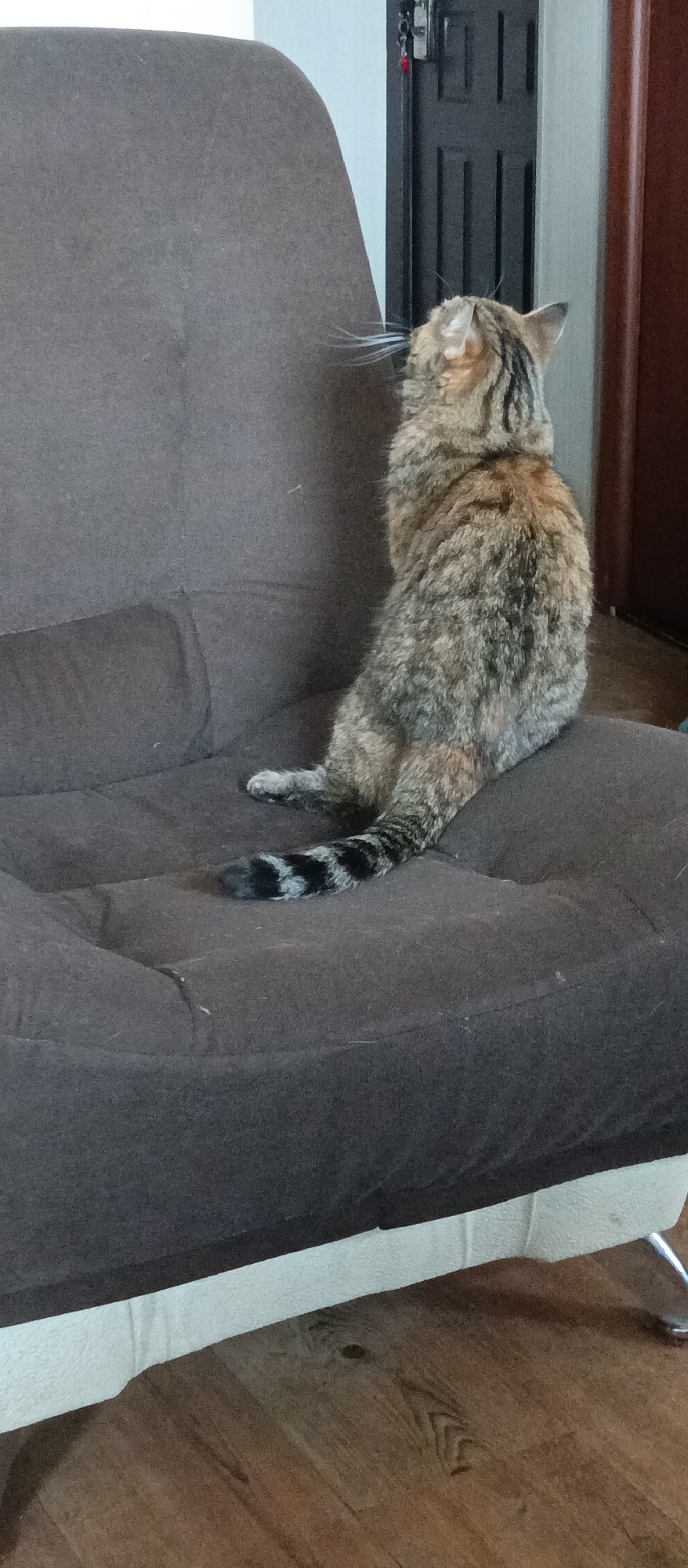 A tabby cat with brown, black, and orange fur sits on a dark brown fabric sofa or futon, facing away from the camera and looking upwards and slightly to the left. Its tail, striped with black bands, rests on the cushion. The cat has prominent white whiskers extending towards the left.
The sofa has a plush, possibly velour or microfiber, texture with visible seams and a lighter, off-white base or frame at the bottom. The floor beneath the sofa is made of light brown wooden planks.
In the background, a dark brown or black paneled door is partially visible to the right of the cat's head, next to a light-colored wall. A small red object, possibly a key or decoration, hangs on the door or wall. The lighting suggests an indoor setting, likely during the day. The cat's posture indicates it is attentive or observing something off-camera. There is no visible text in the image.